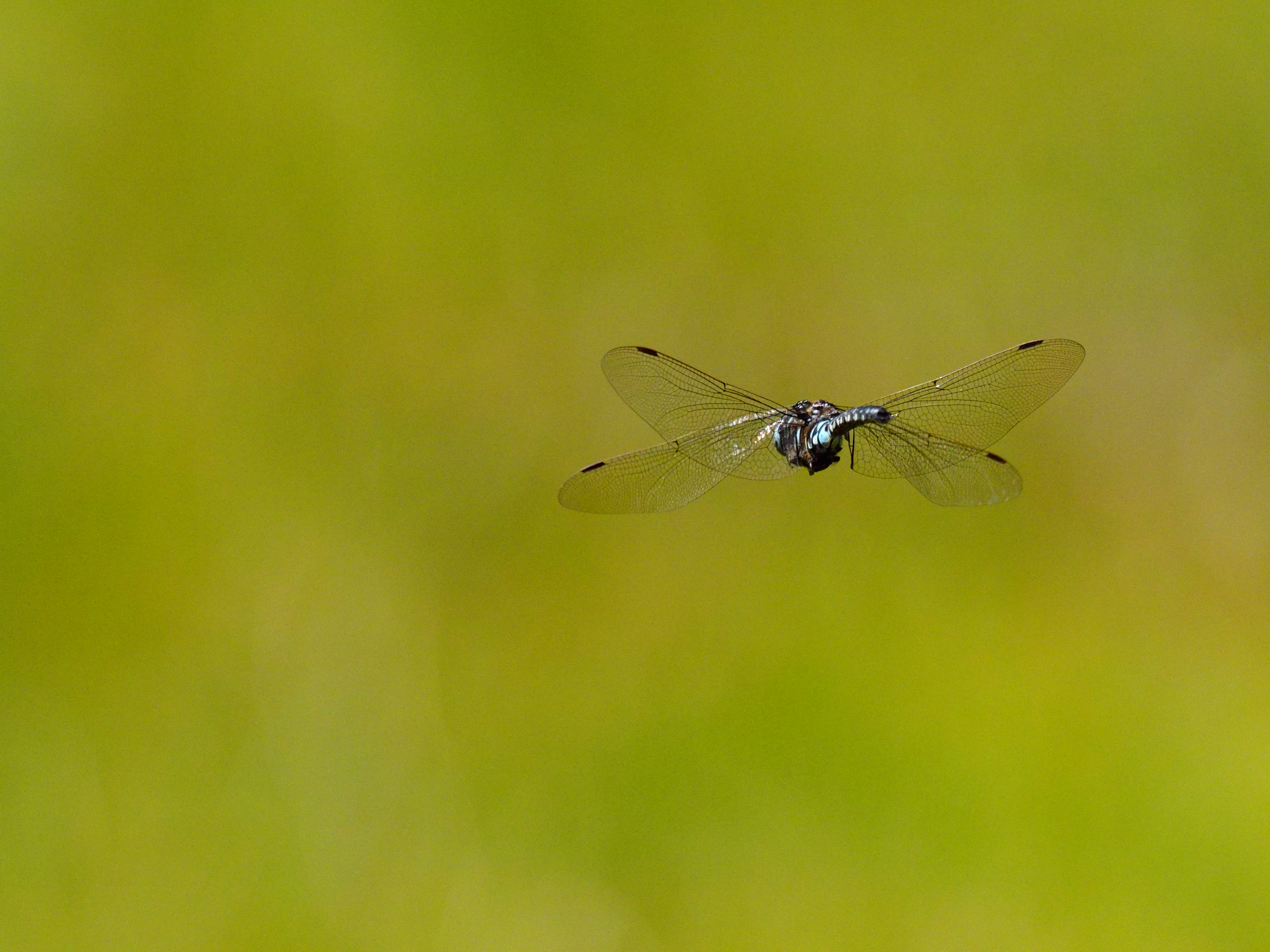 Image from Aeshna subarctica album