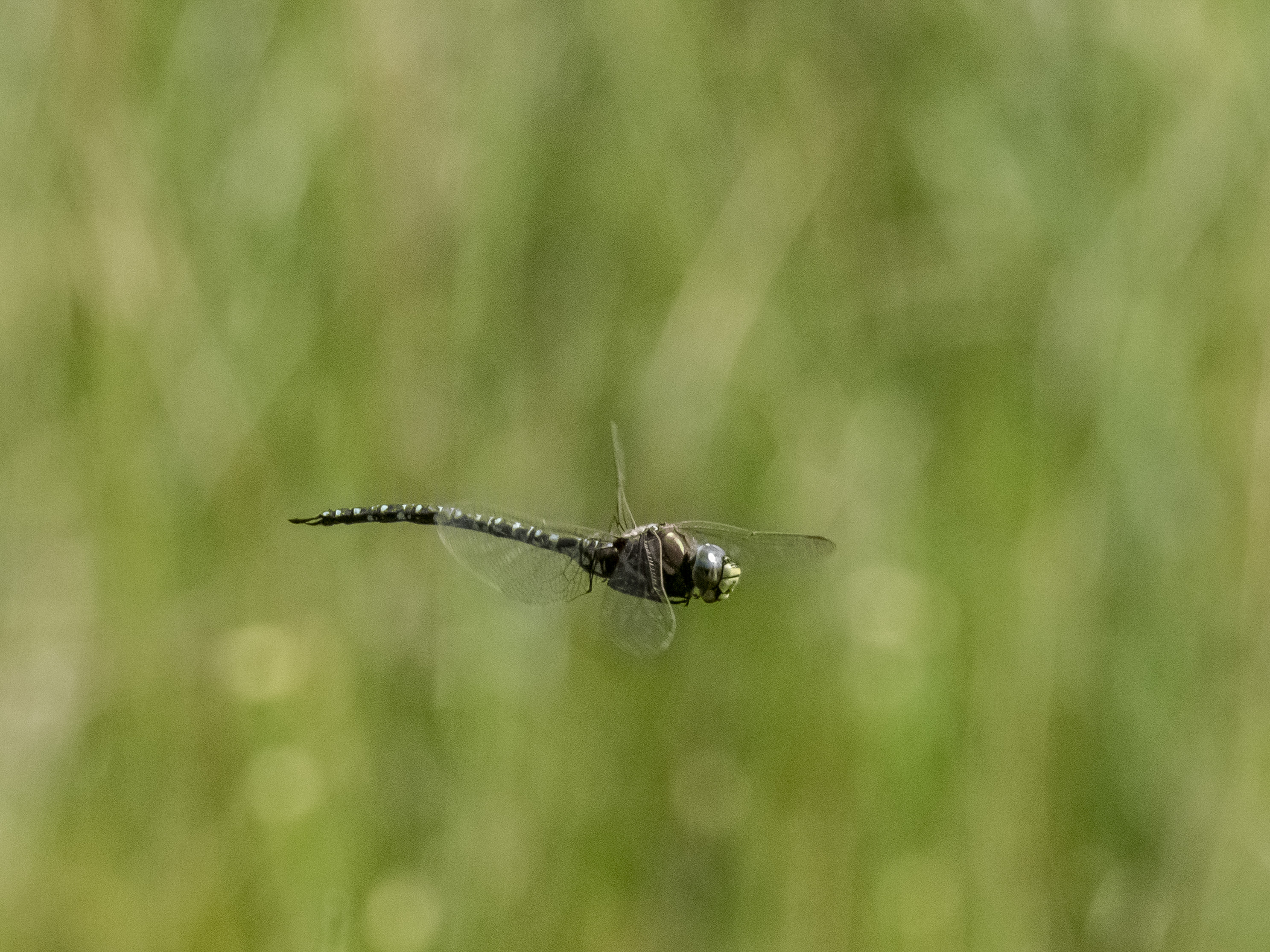 Image from Aeshna subarctica album