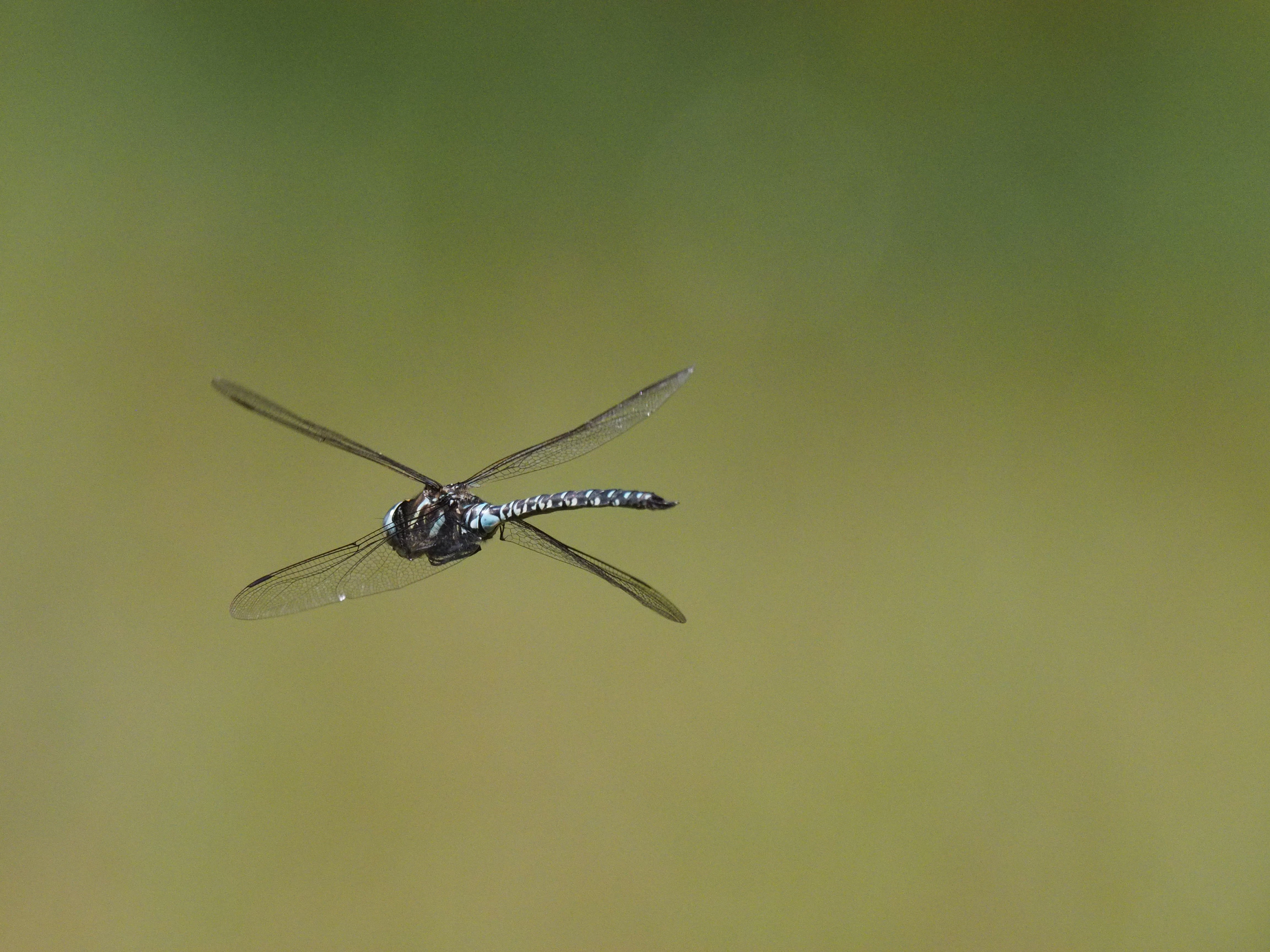 Image from Aeshna subarctica album