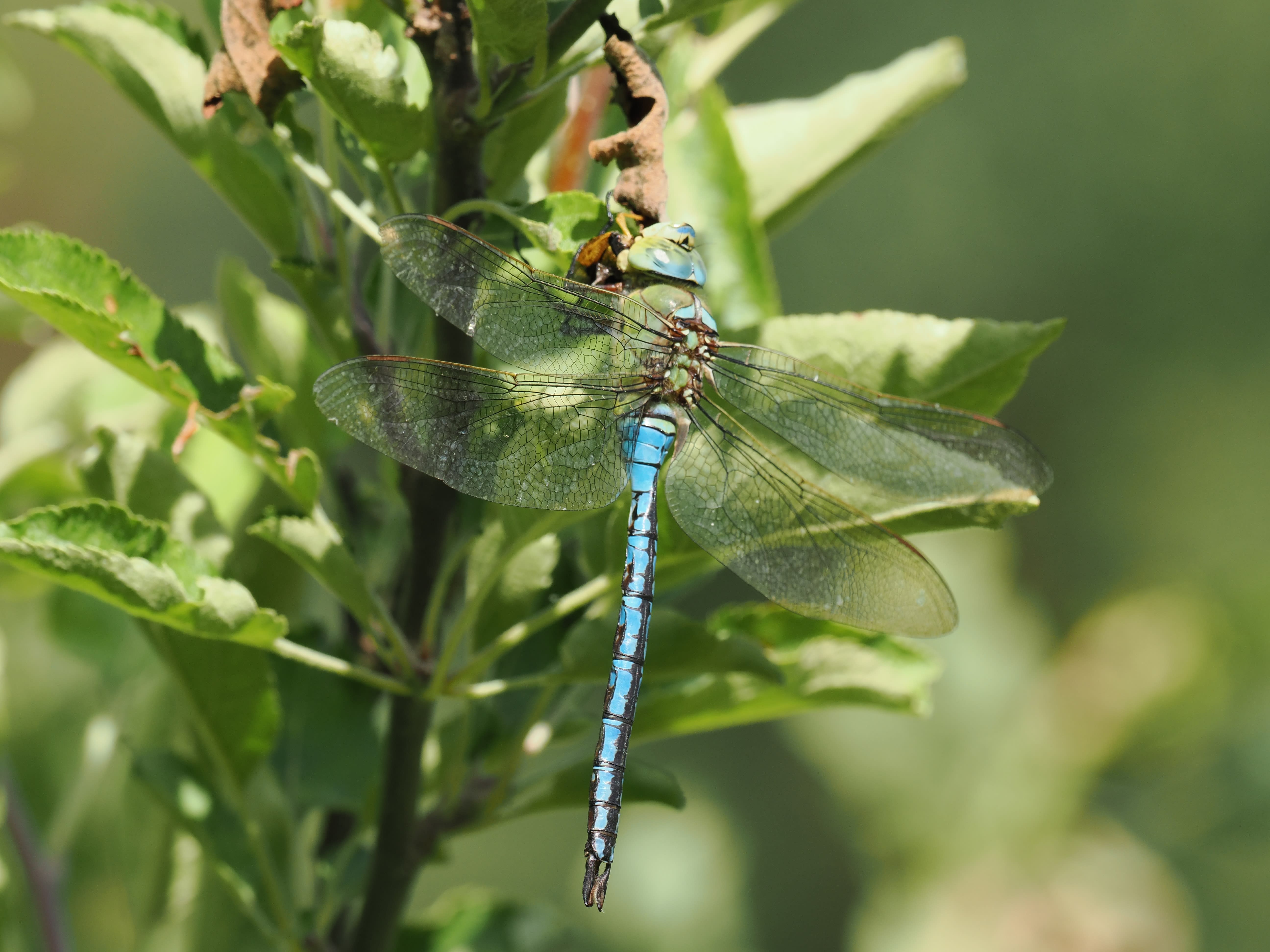 Anax imperator — Blue emperor, Järvafältet, Uppland, Sweden 2026