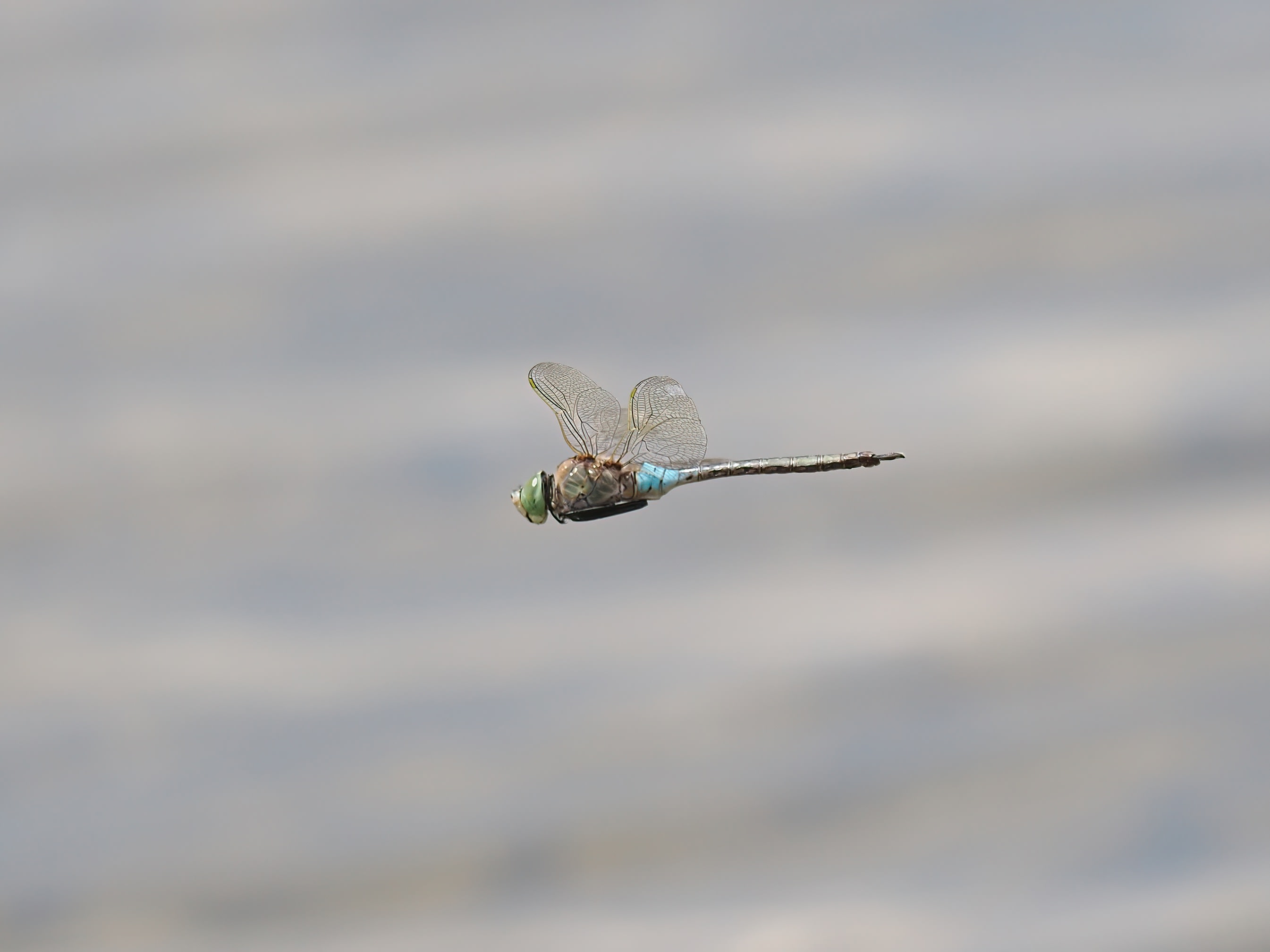 Image from Anax parthenope album