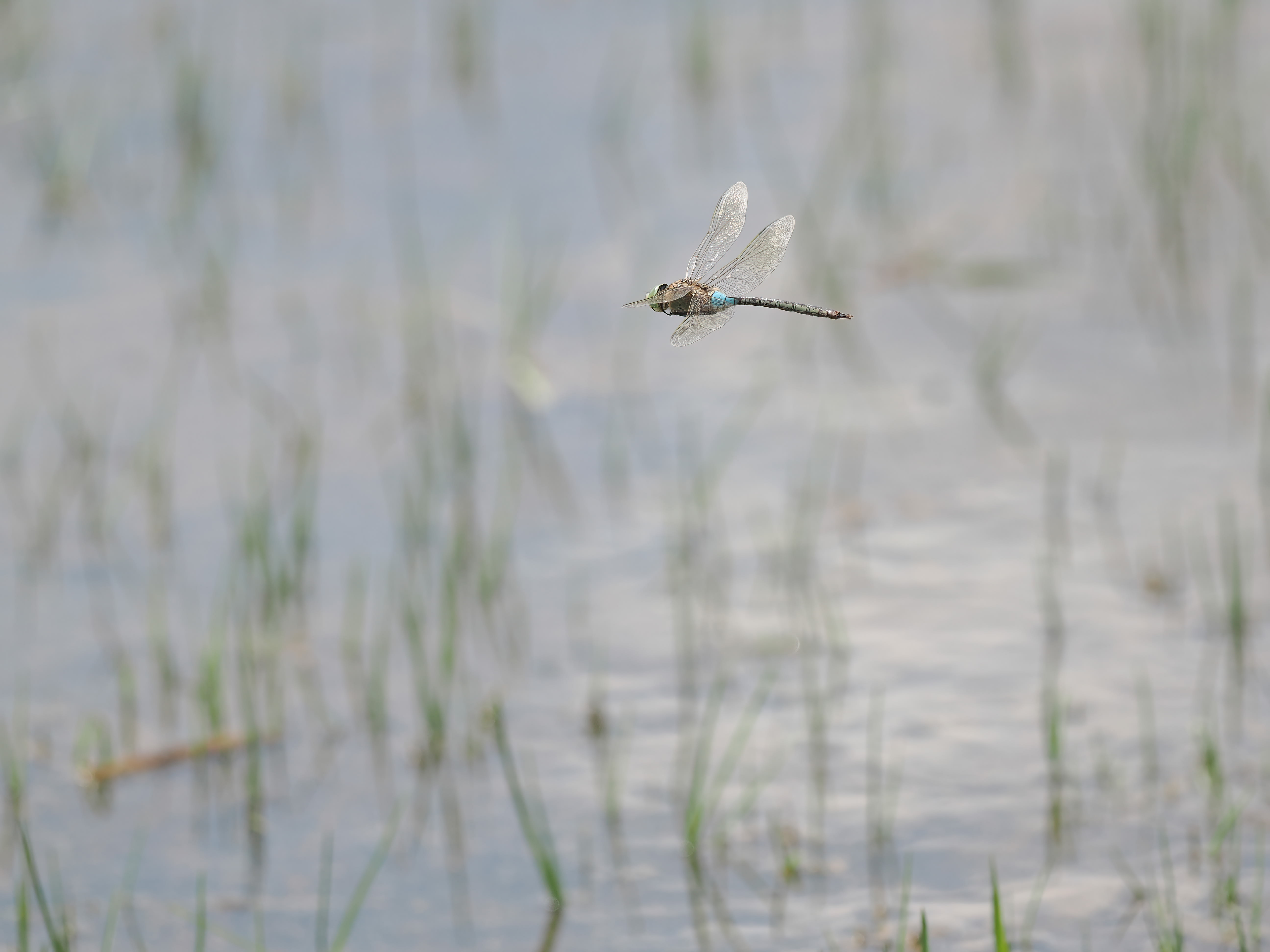 Image from Anax parthenope album