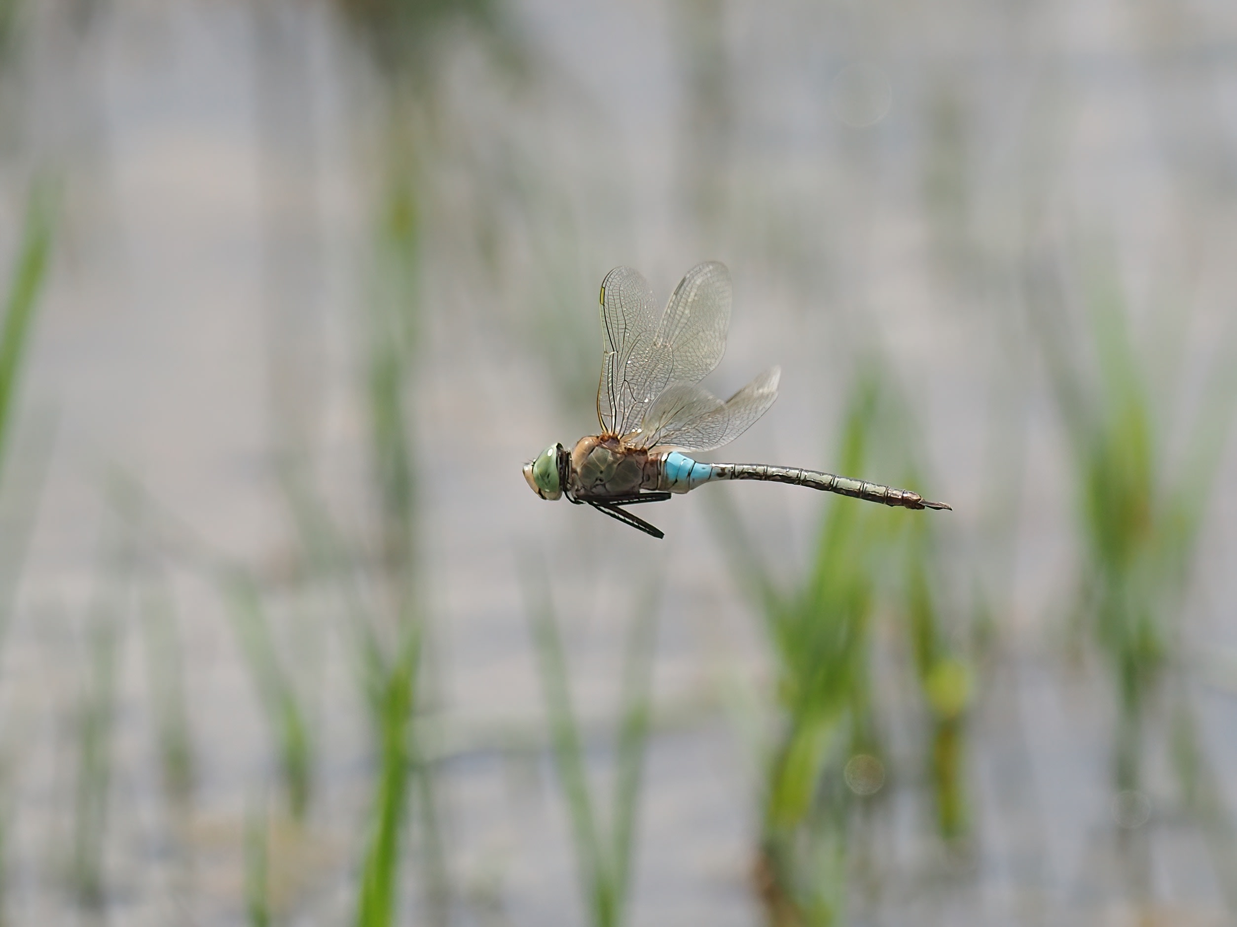 Image from Anax parthenope album