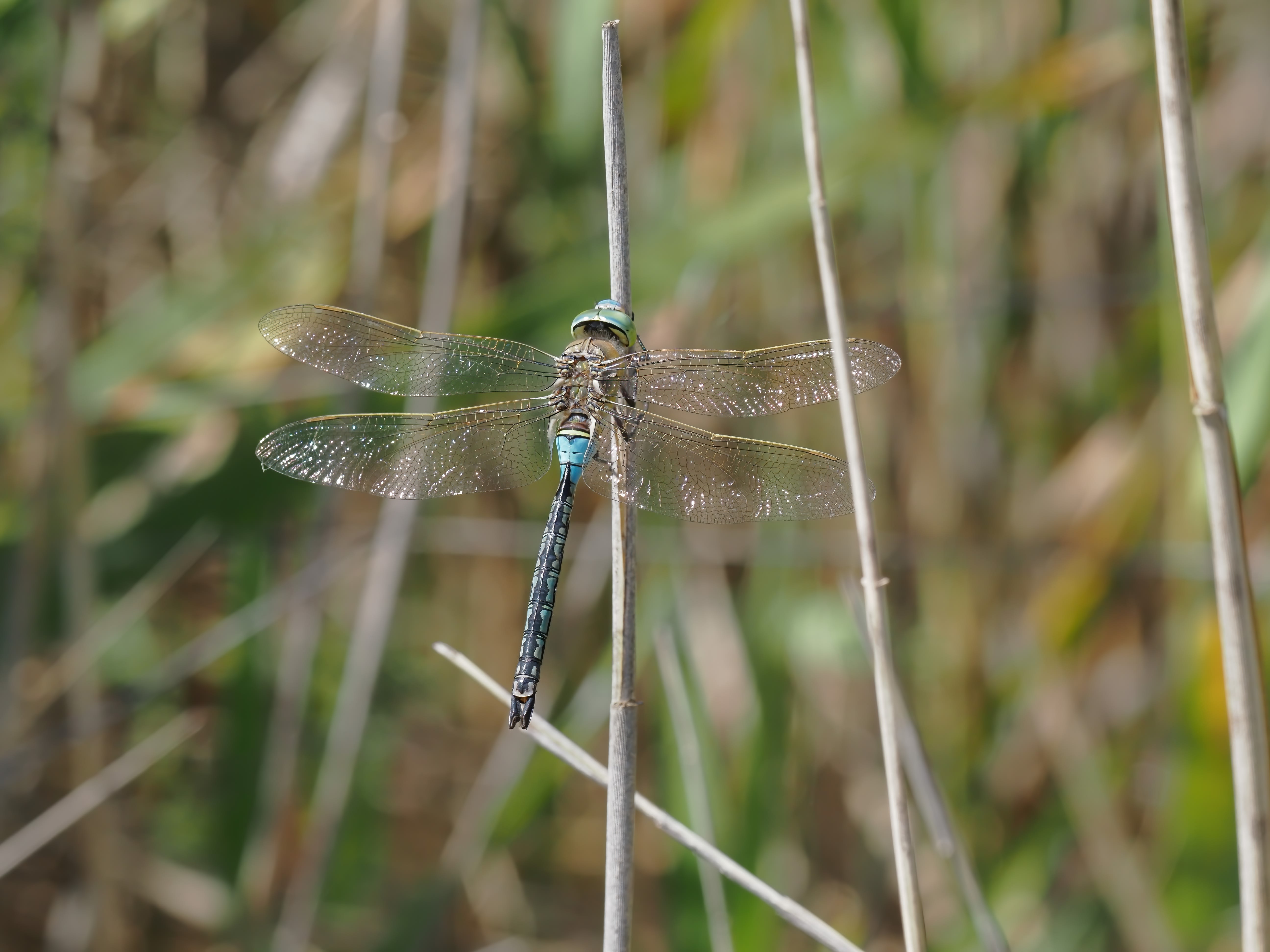 Image from Anax parthenope album