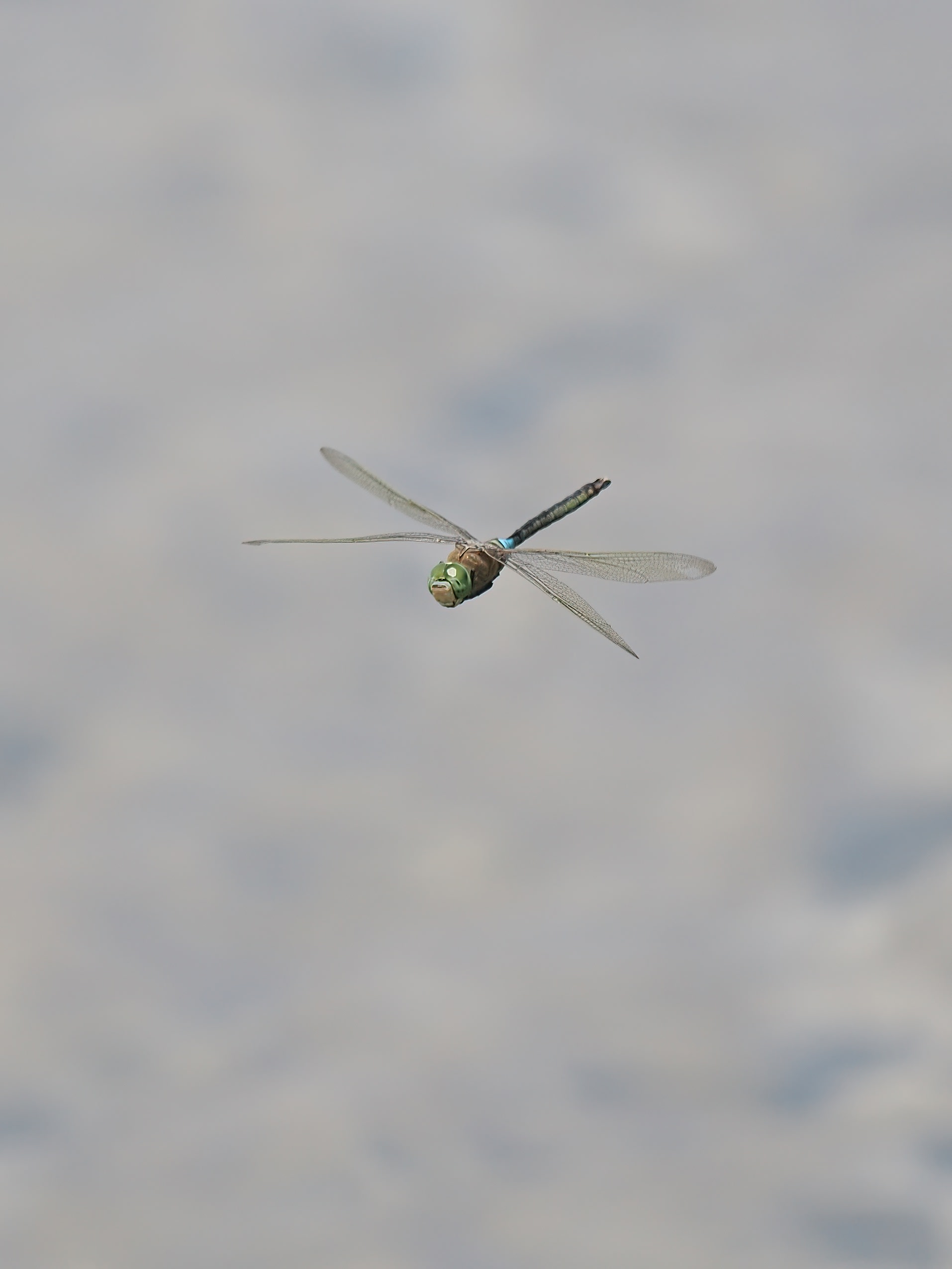 Image from Anax parthenope album