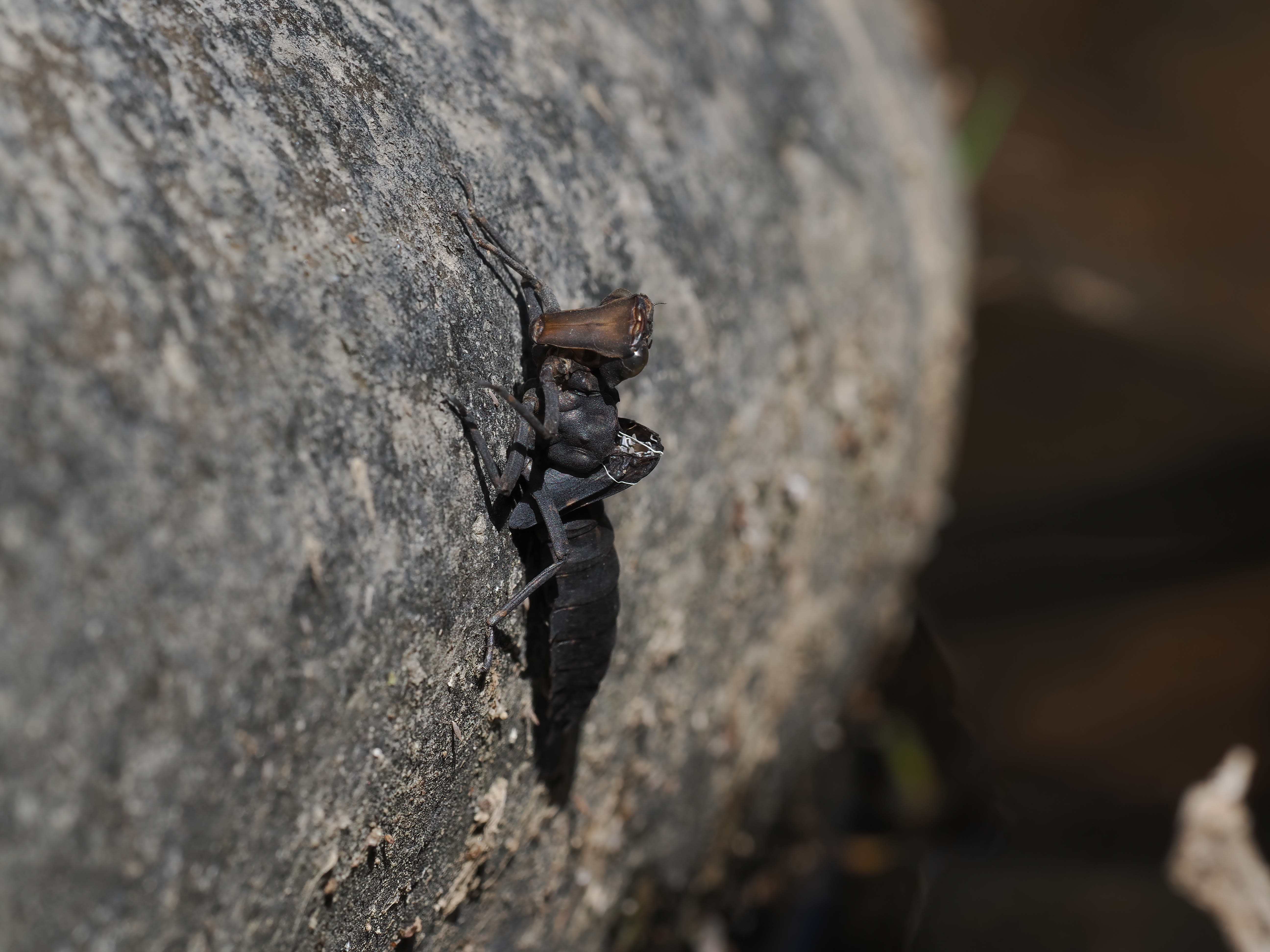 Image from Boyeria irene album