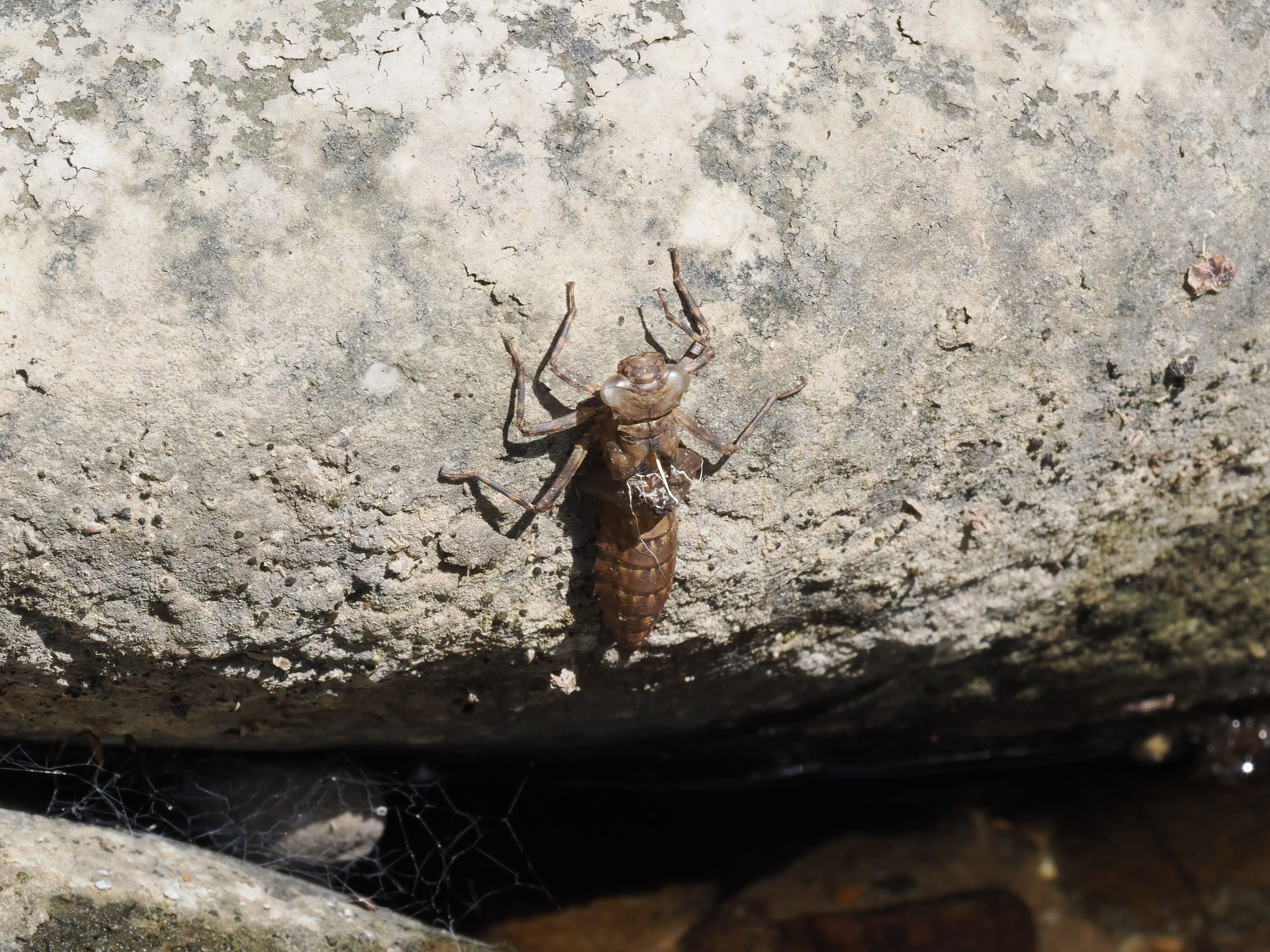 Image from Boyeria irene album