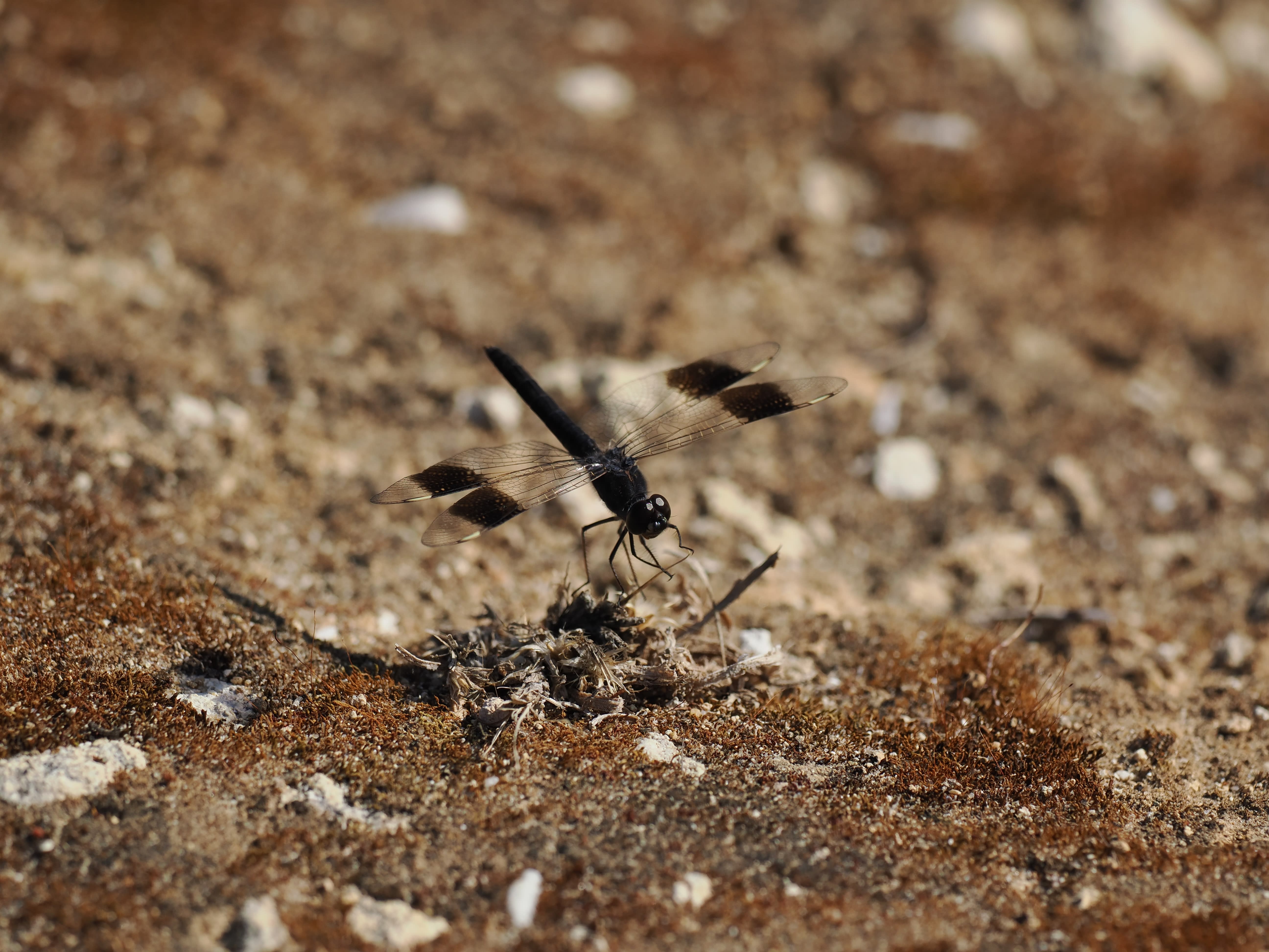 Image from Brachythemis impartita album