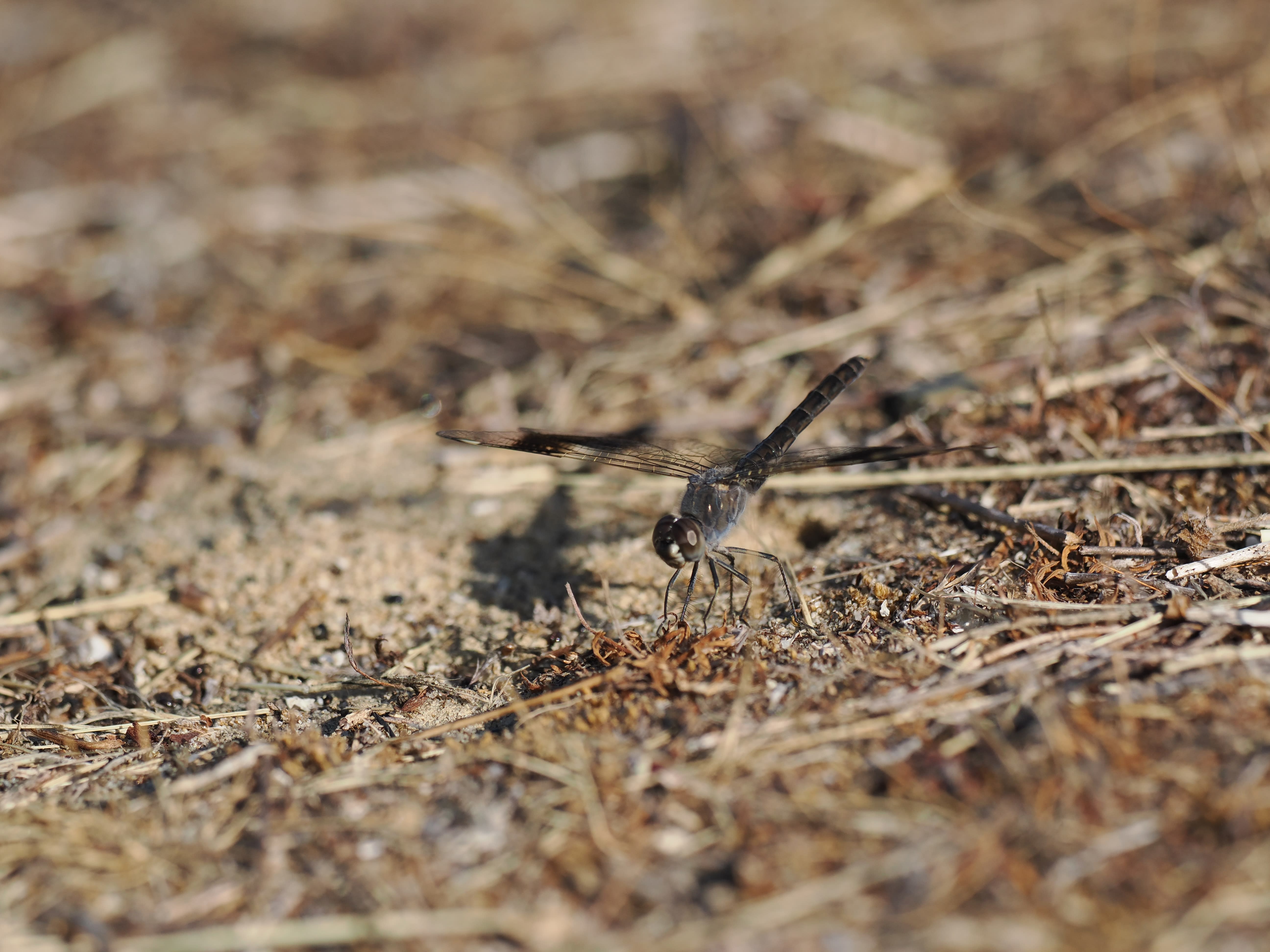 Image from Brachythemis impartita album