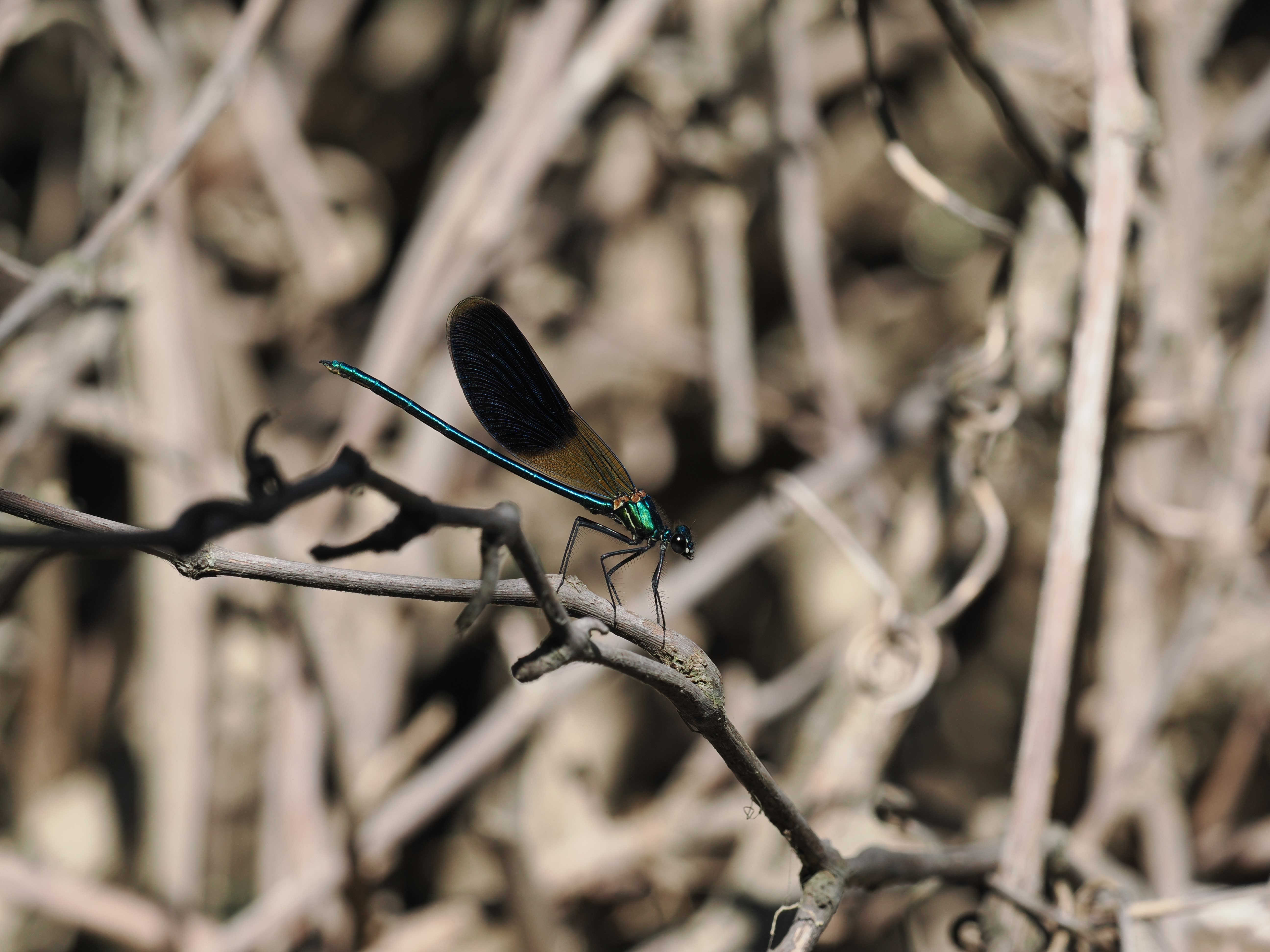 Image from Calopteryx splendens album