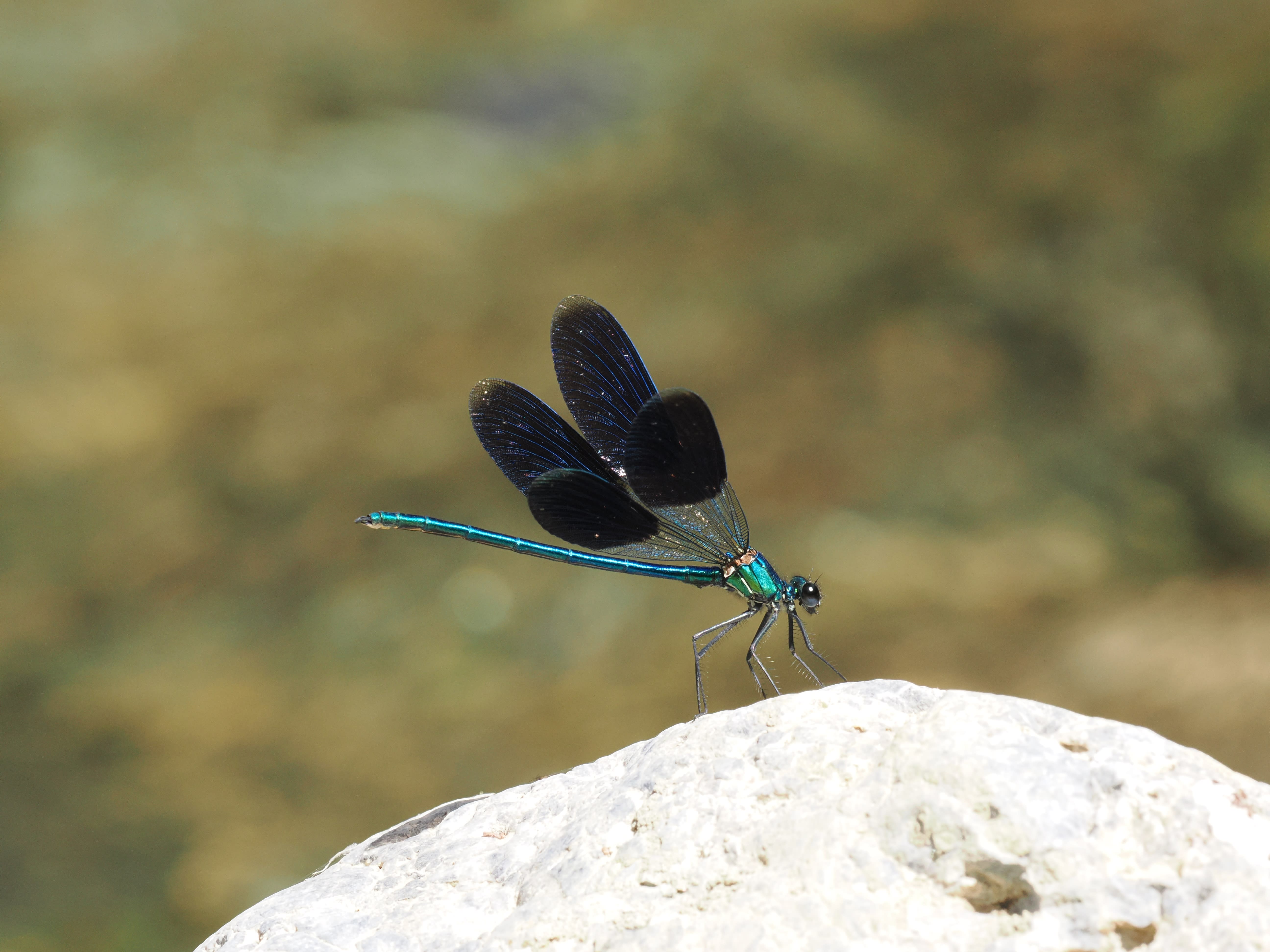 Image from Calopteryx splendens album