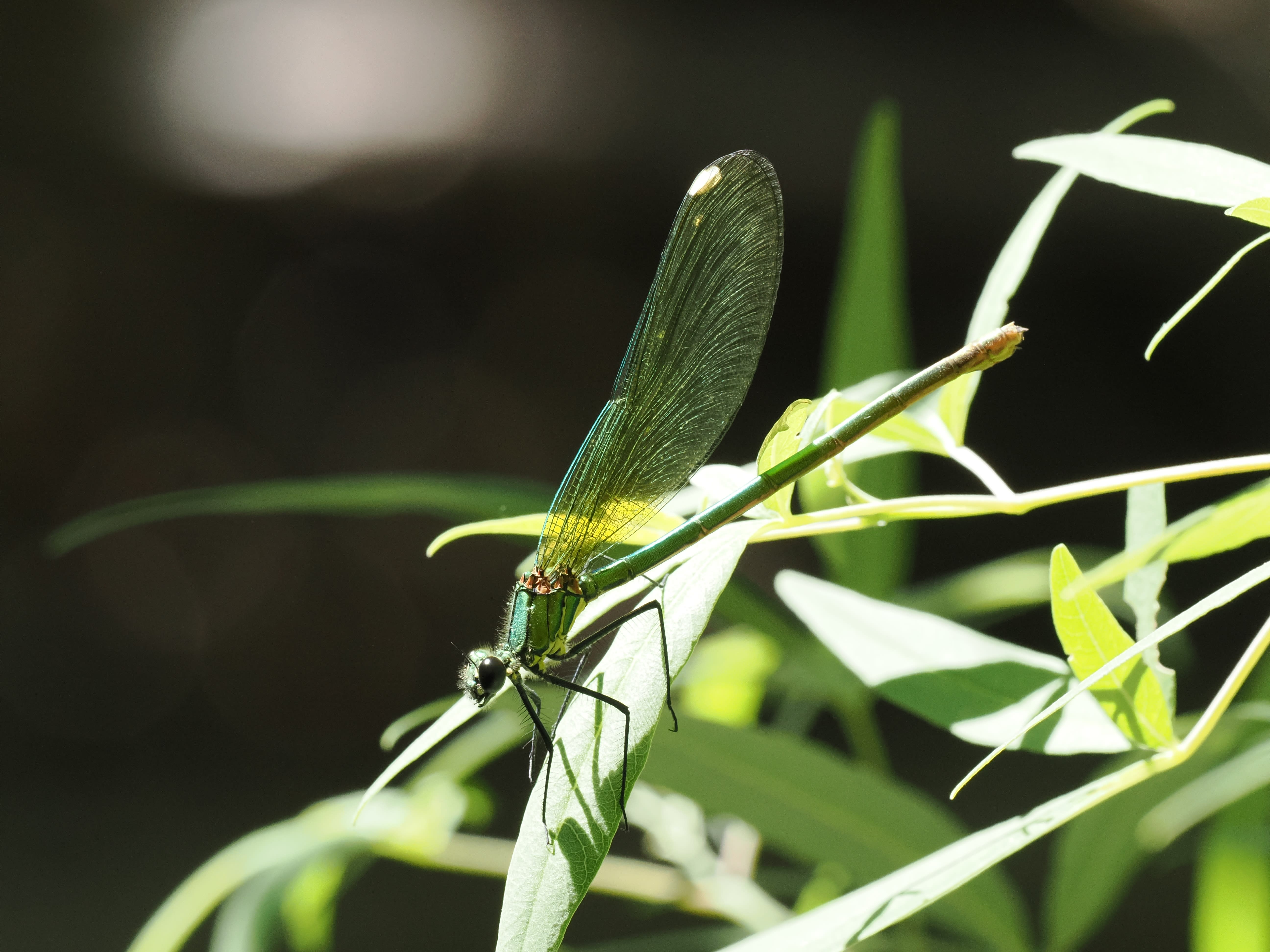 Image from Calopteryx splendens album