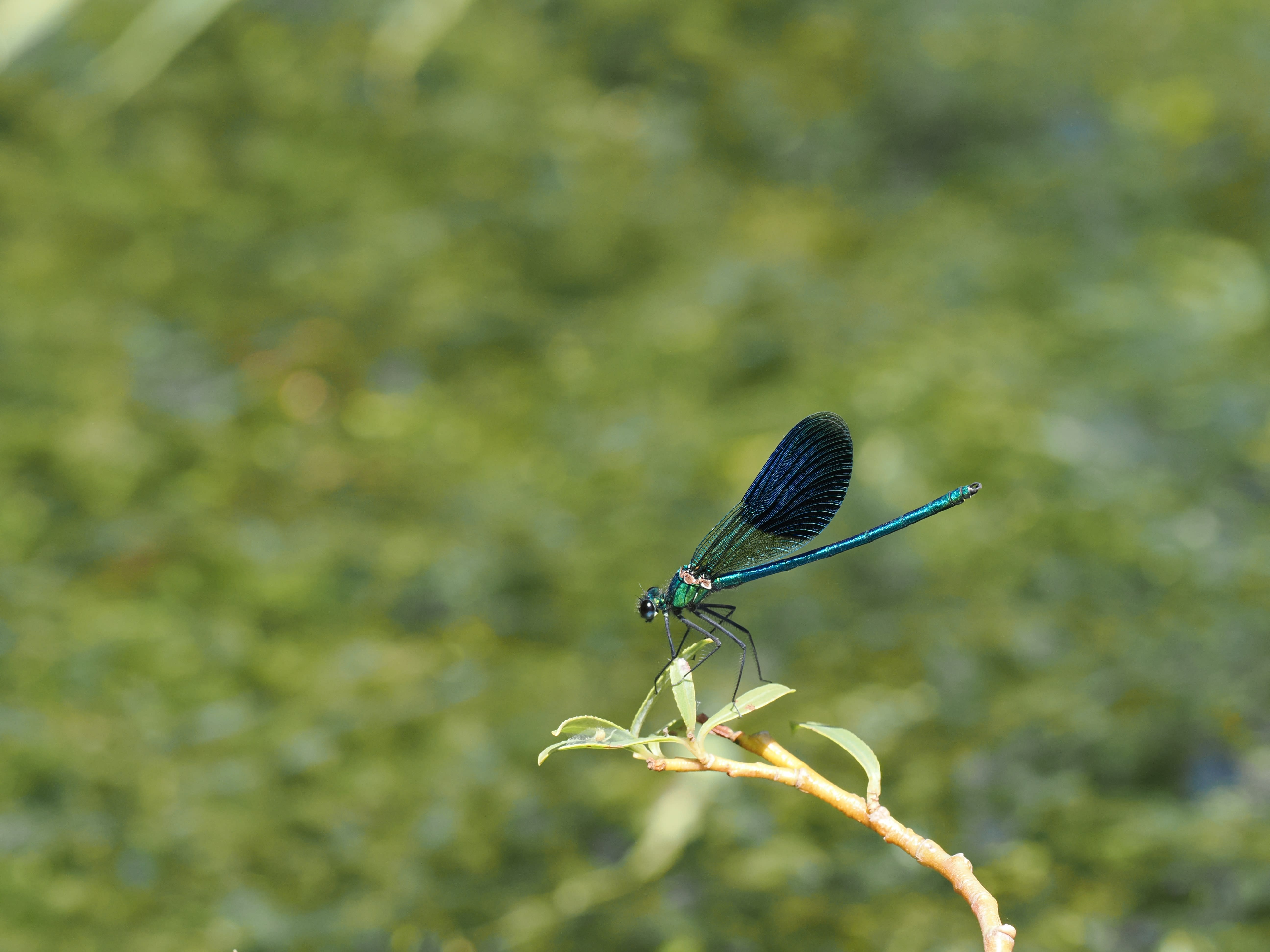 Image from Calopteryx splendens album