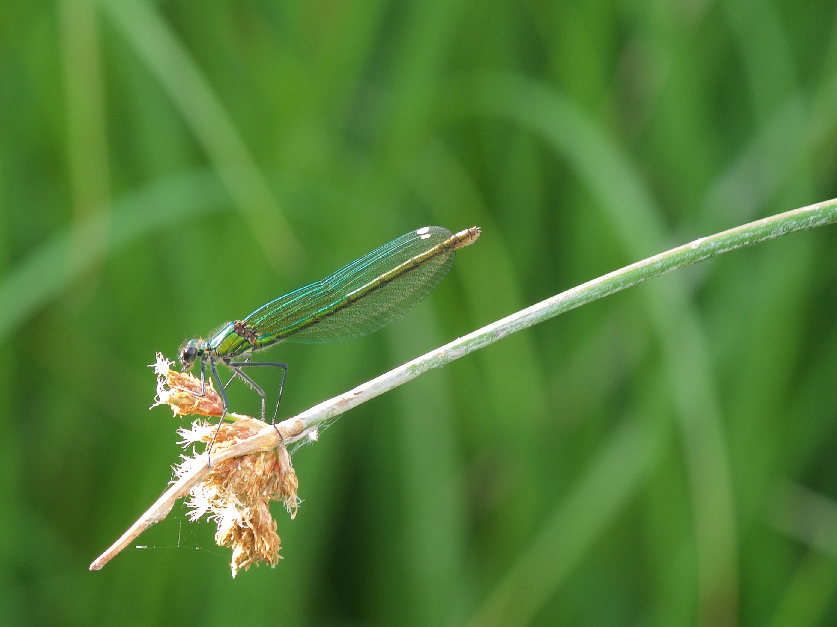 Image from Calopteryx splendens album