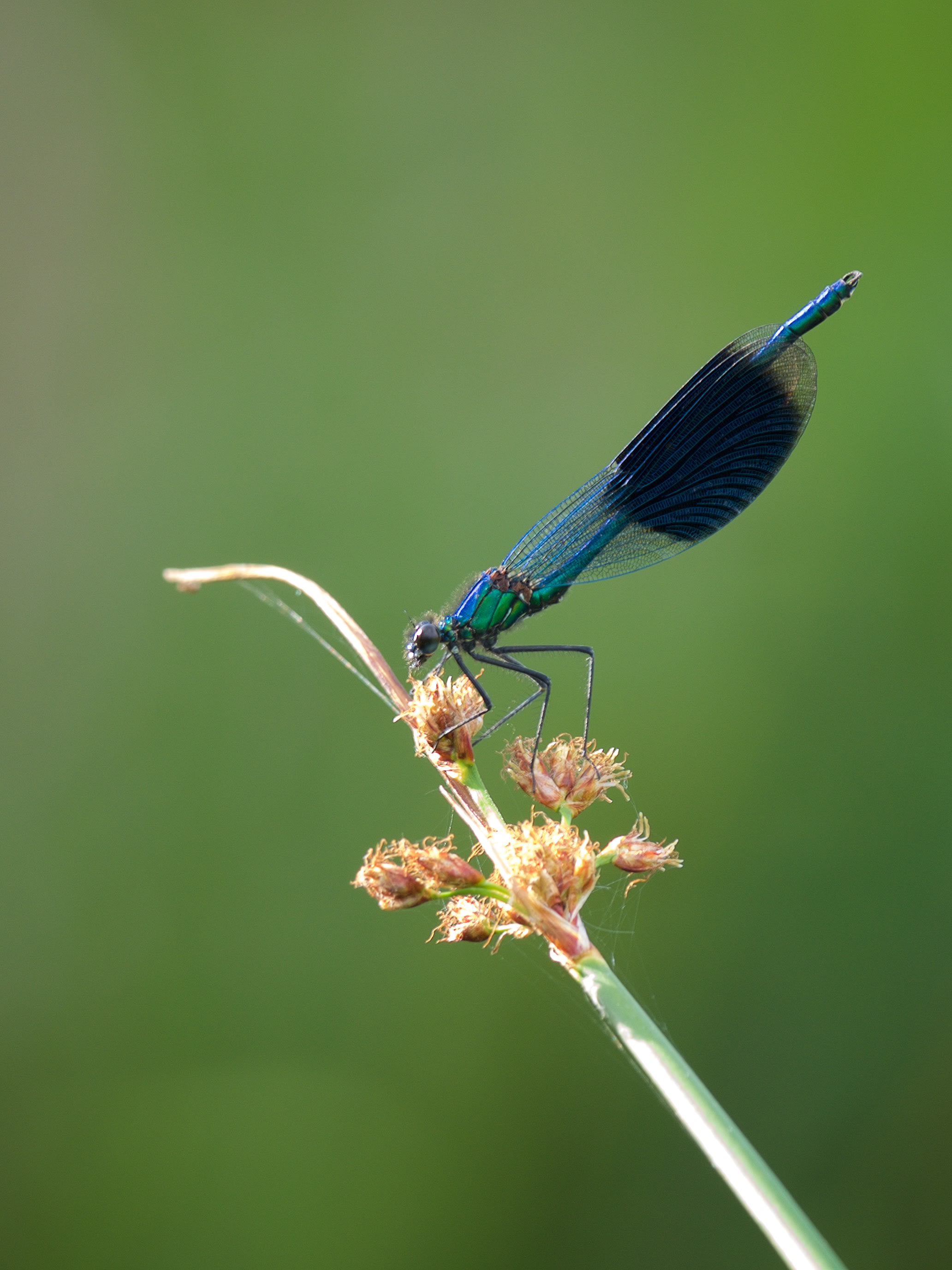 Image from Calopteryx splendens album