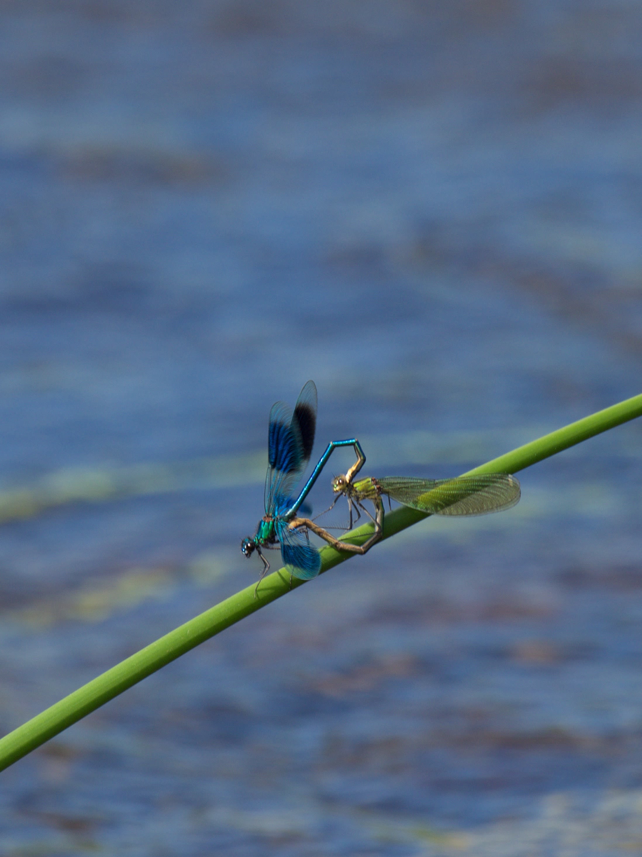 Image from Calopteryx splendens album