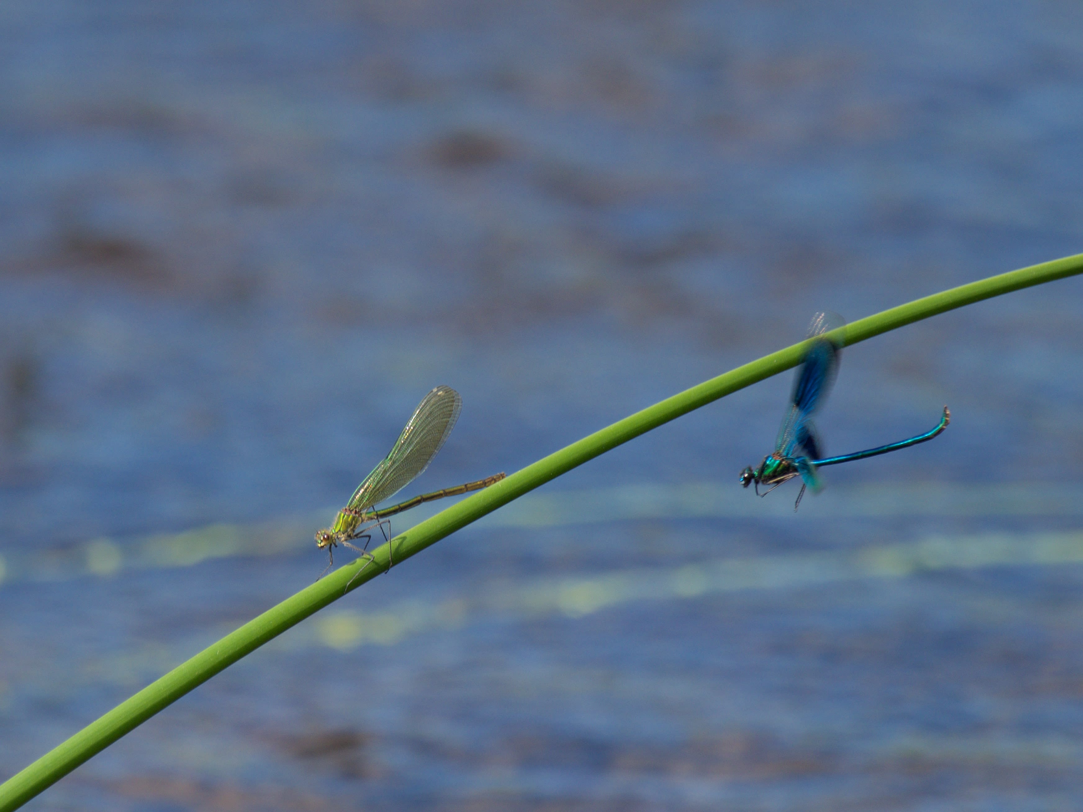 Image from Calopteryx splendens album