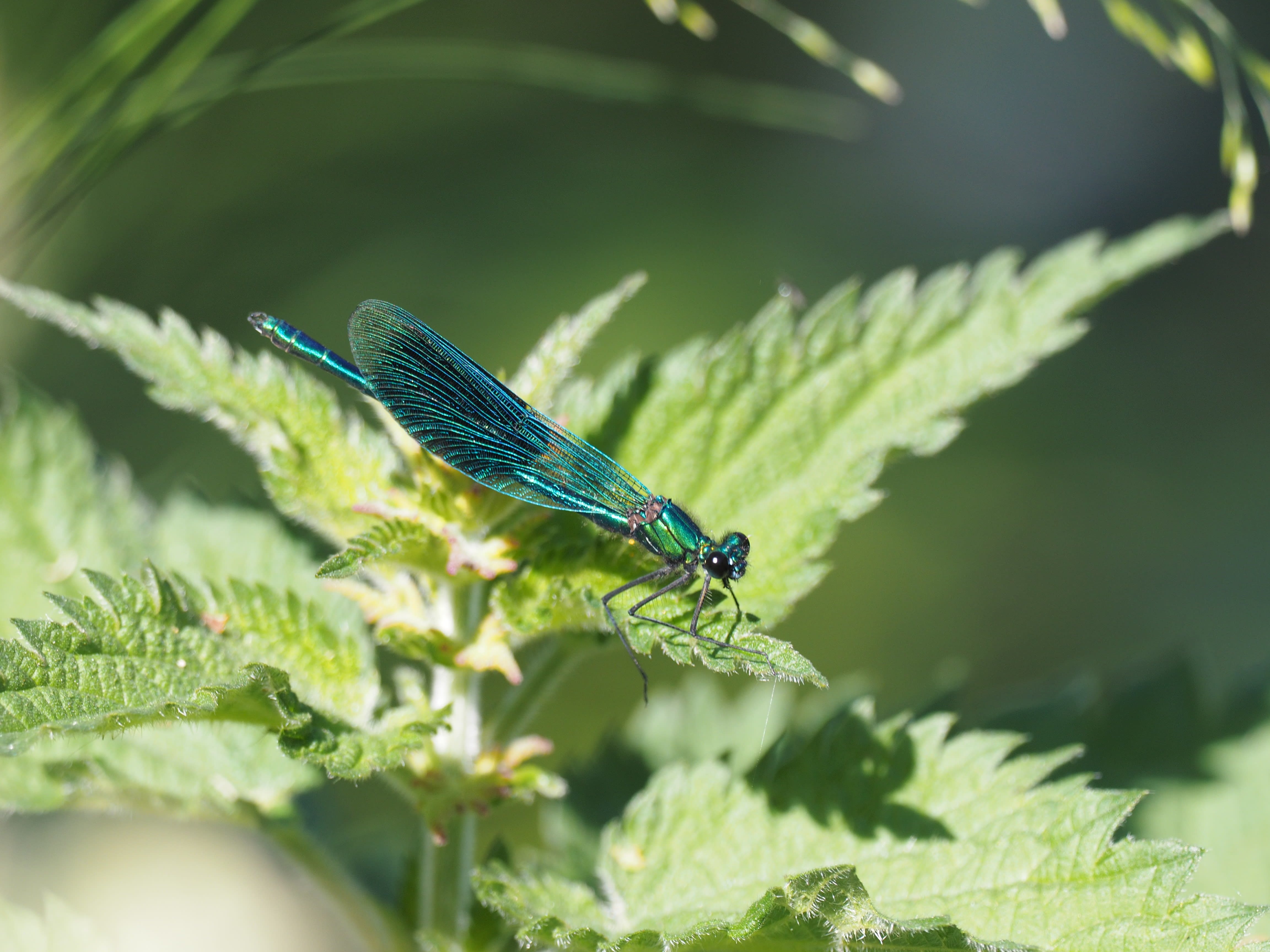 Image from Calopteryx splendens album