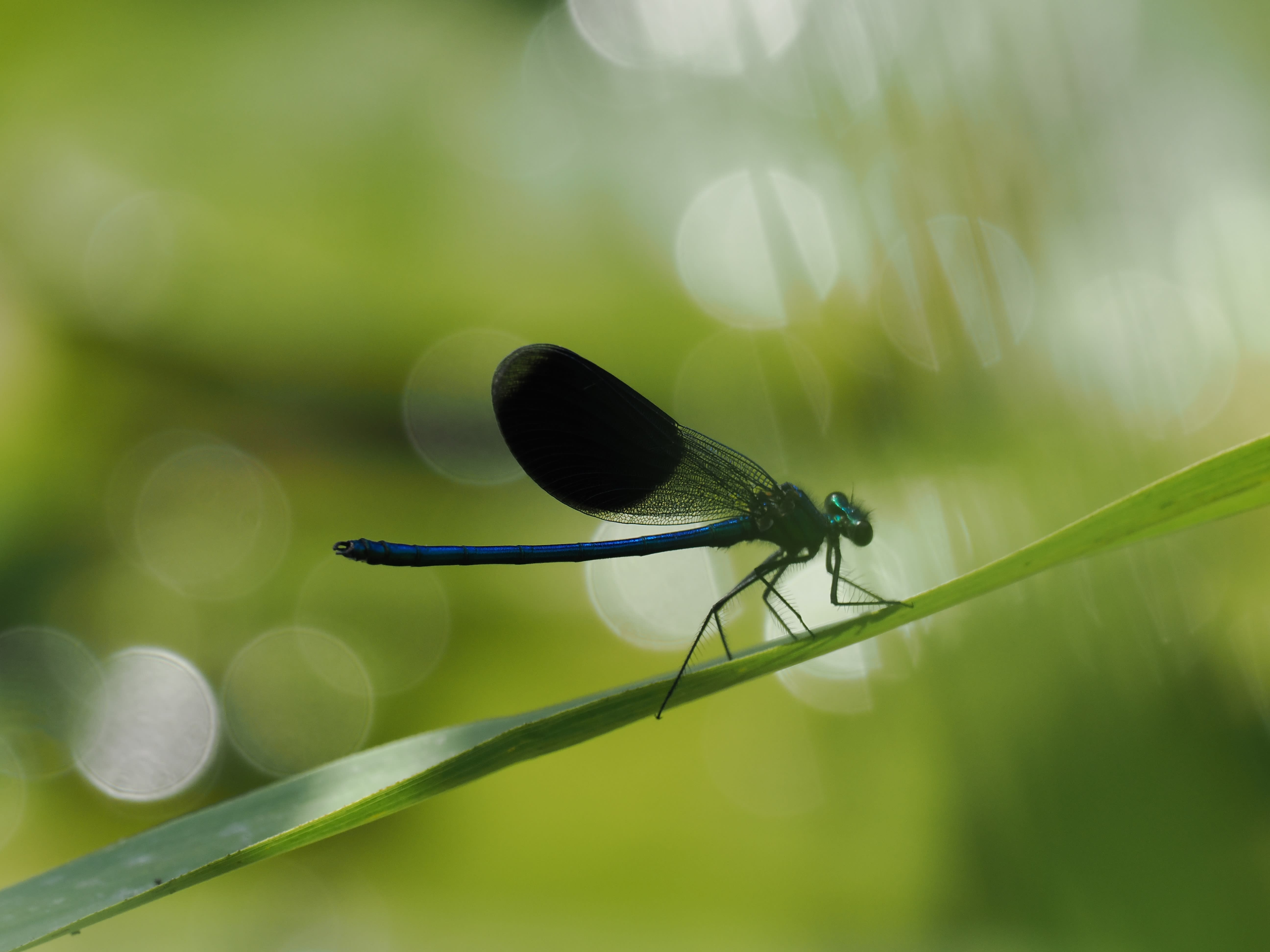 Image from Calopteryx splendens album