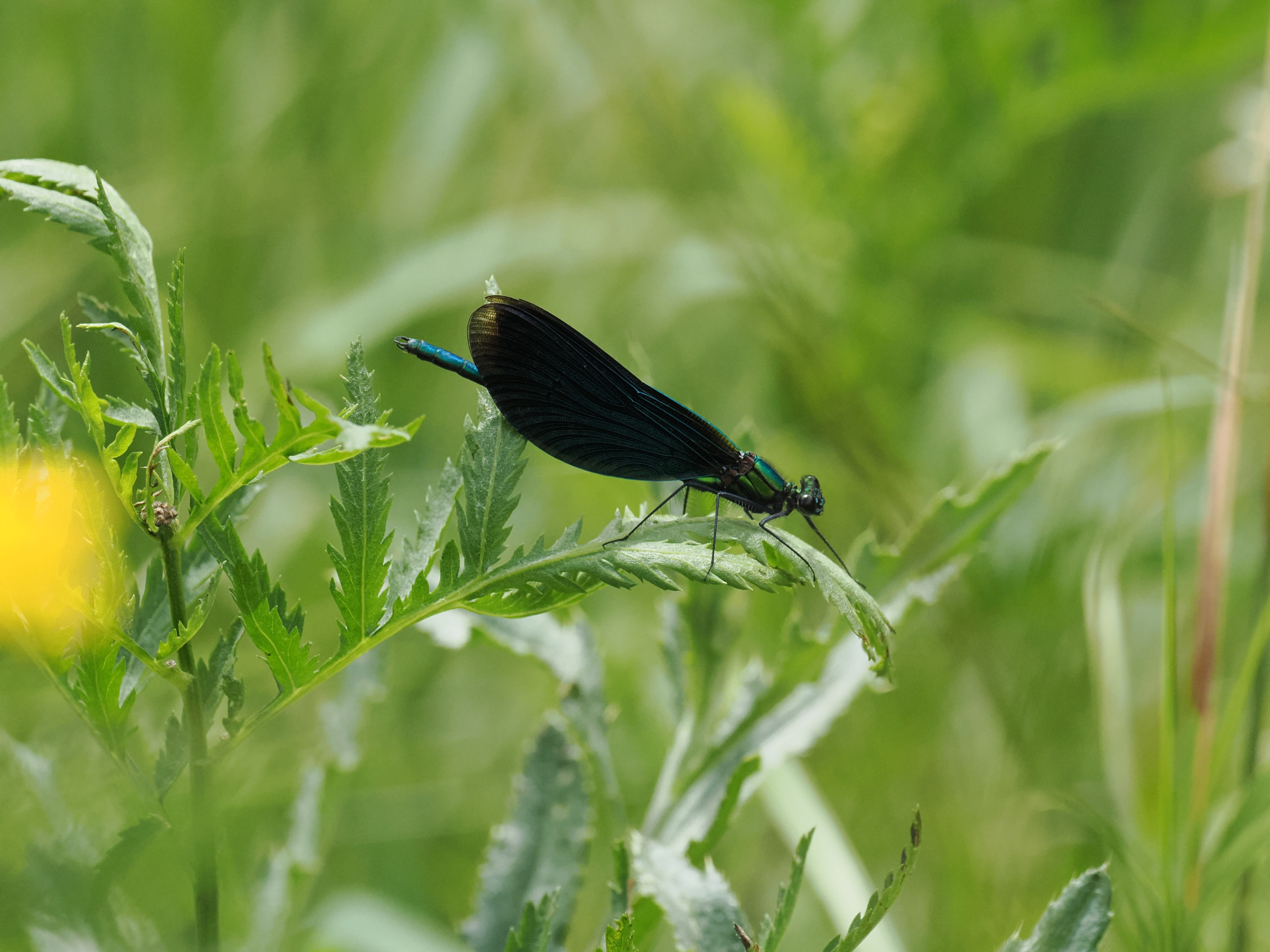 Calopteryx virgo — Beautiful demoiselle. Oxelösund, Södermanland, Sweden. 2026.