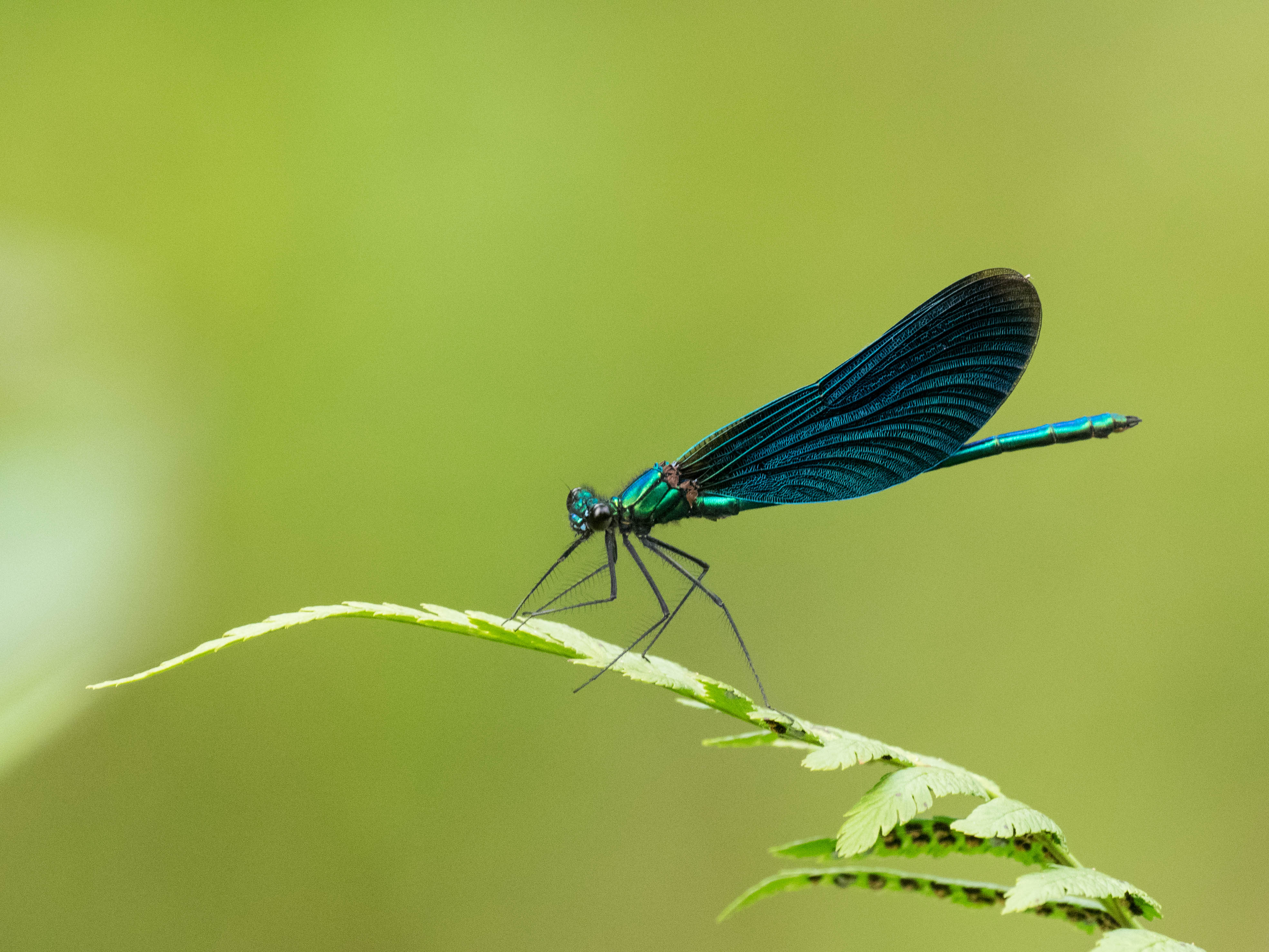 Image from Calopteryx virgo album