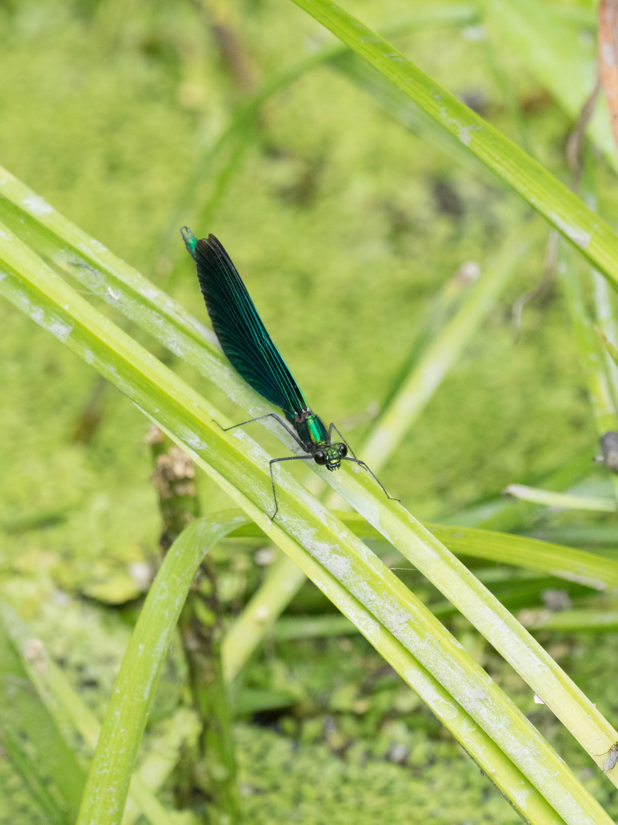 Image from Calopteryx virgo album