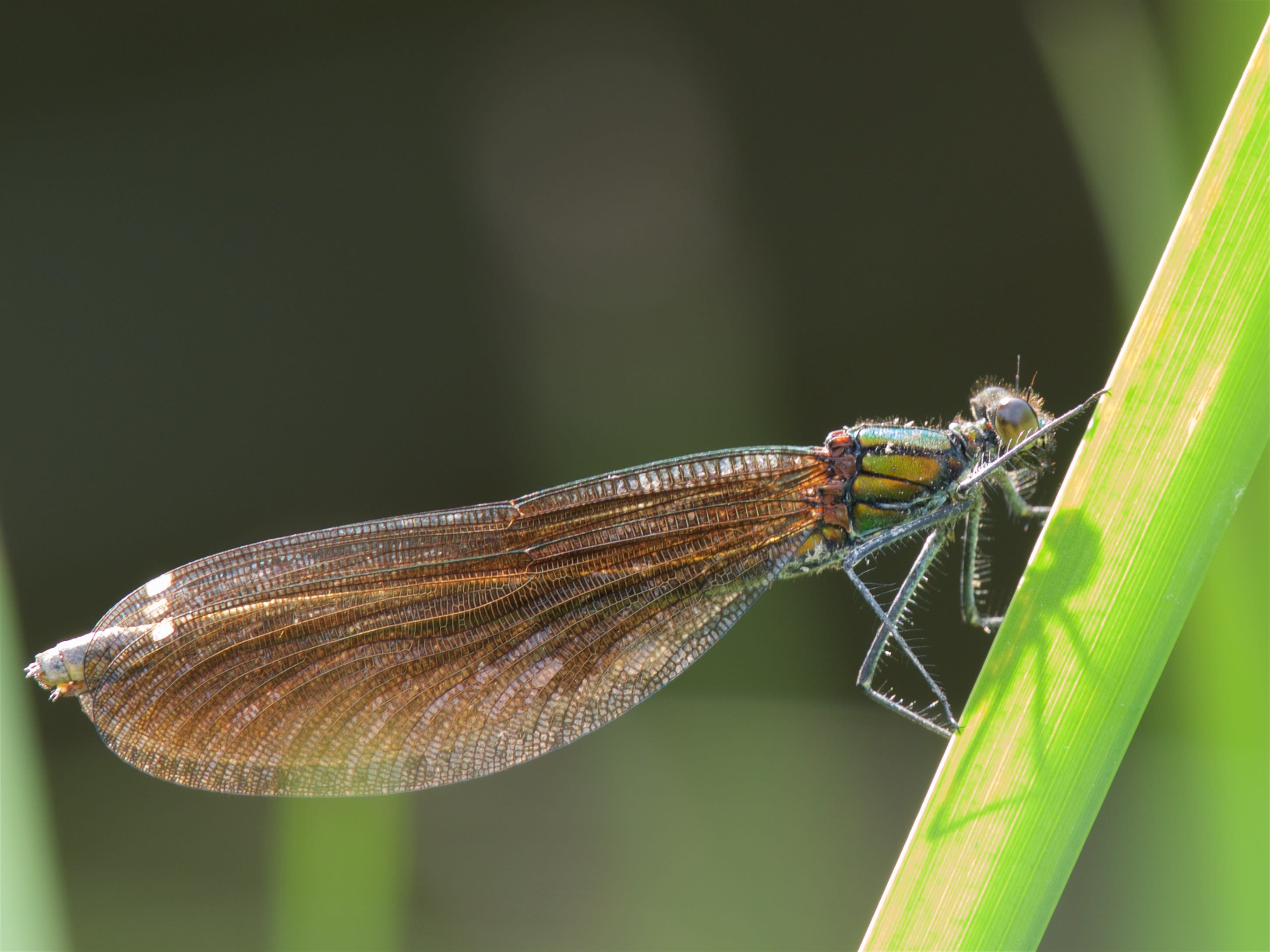 Image from Calopteryx virgo album