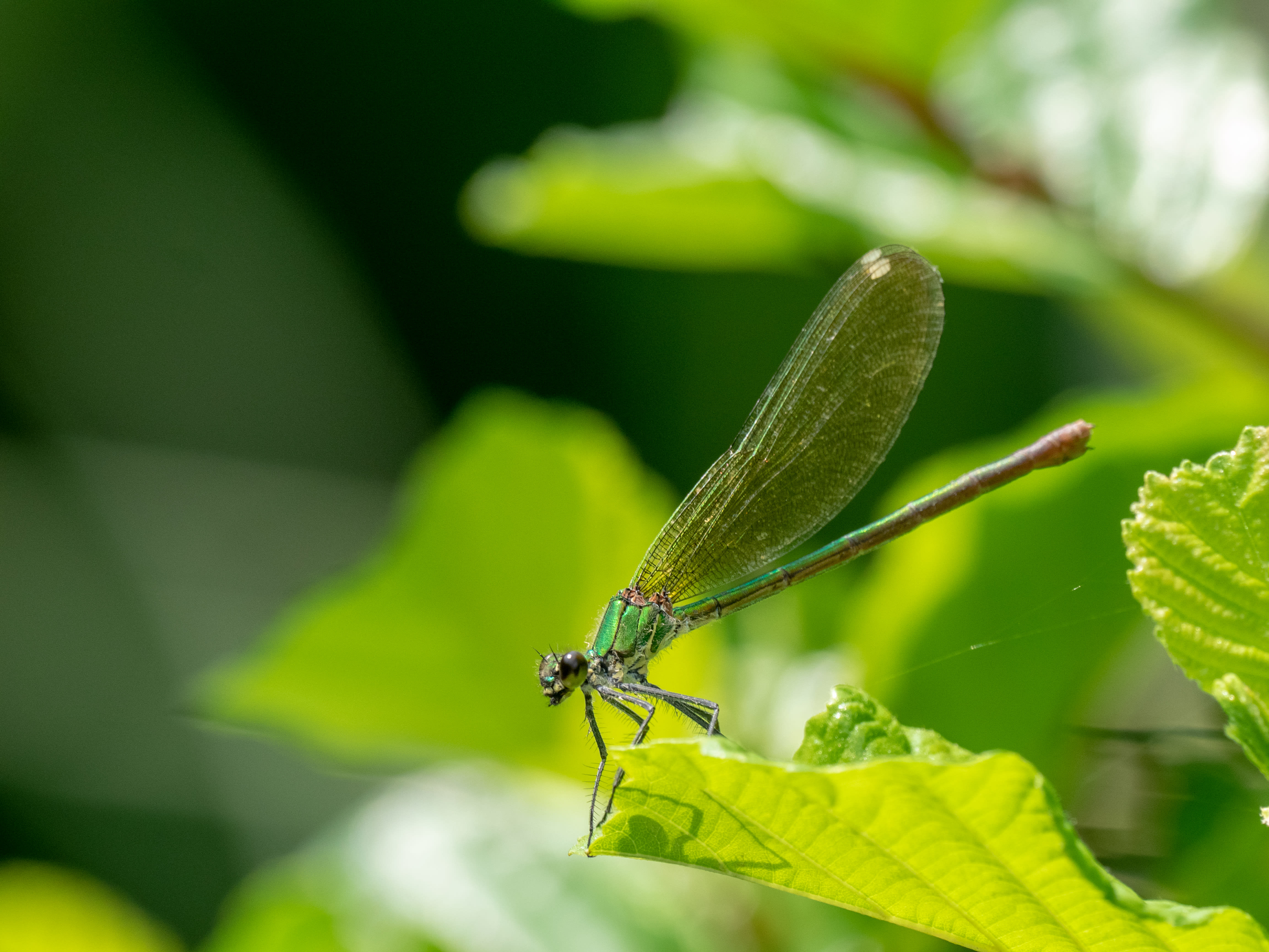 Image from Calopteryx xanthostoma album