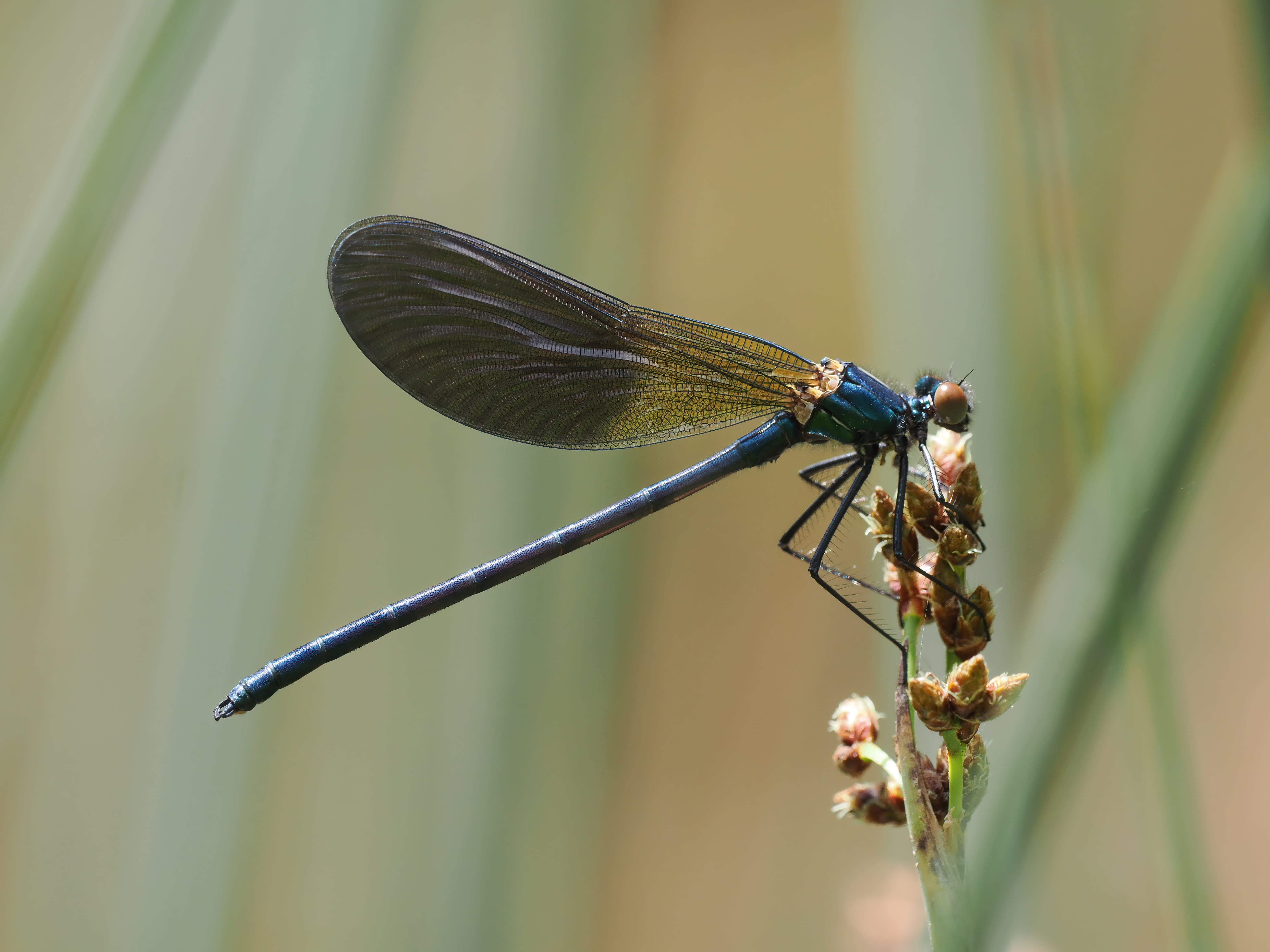 Image from Calopteryx xanthostoma album