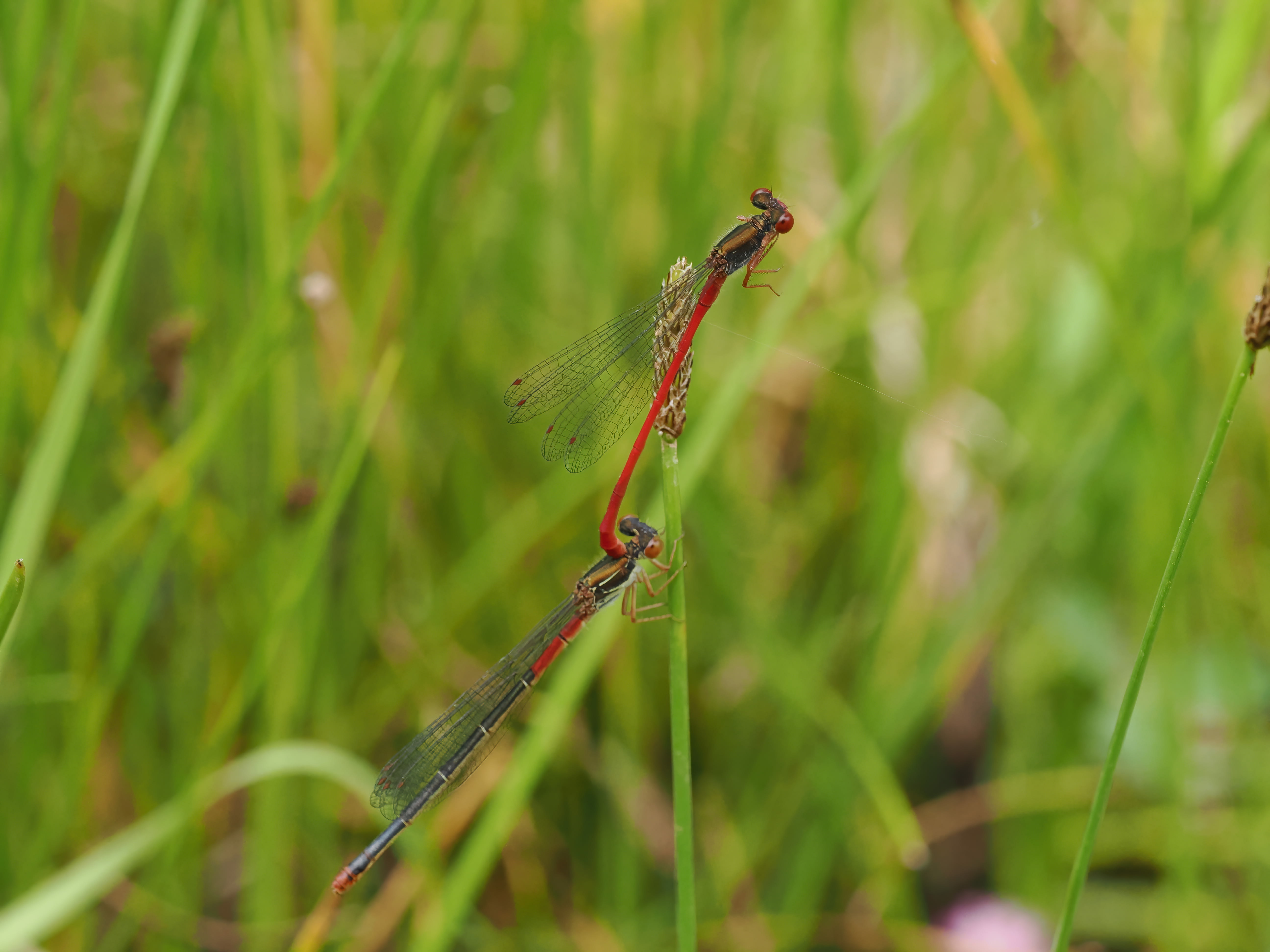 Image from Ceriagrion tenellum album