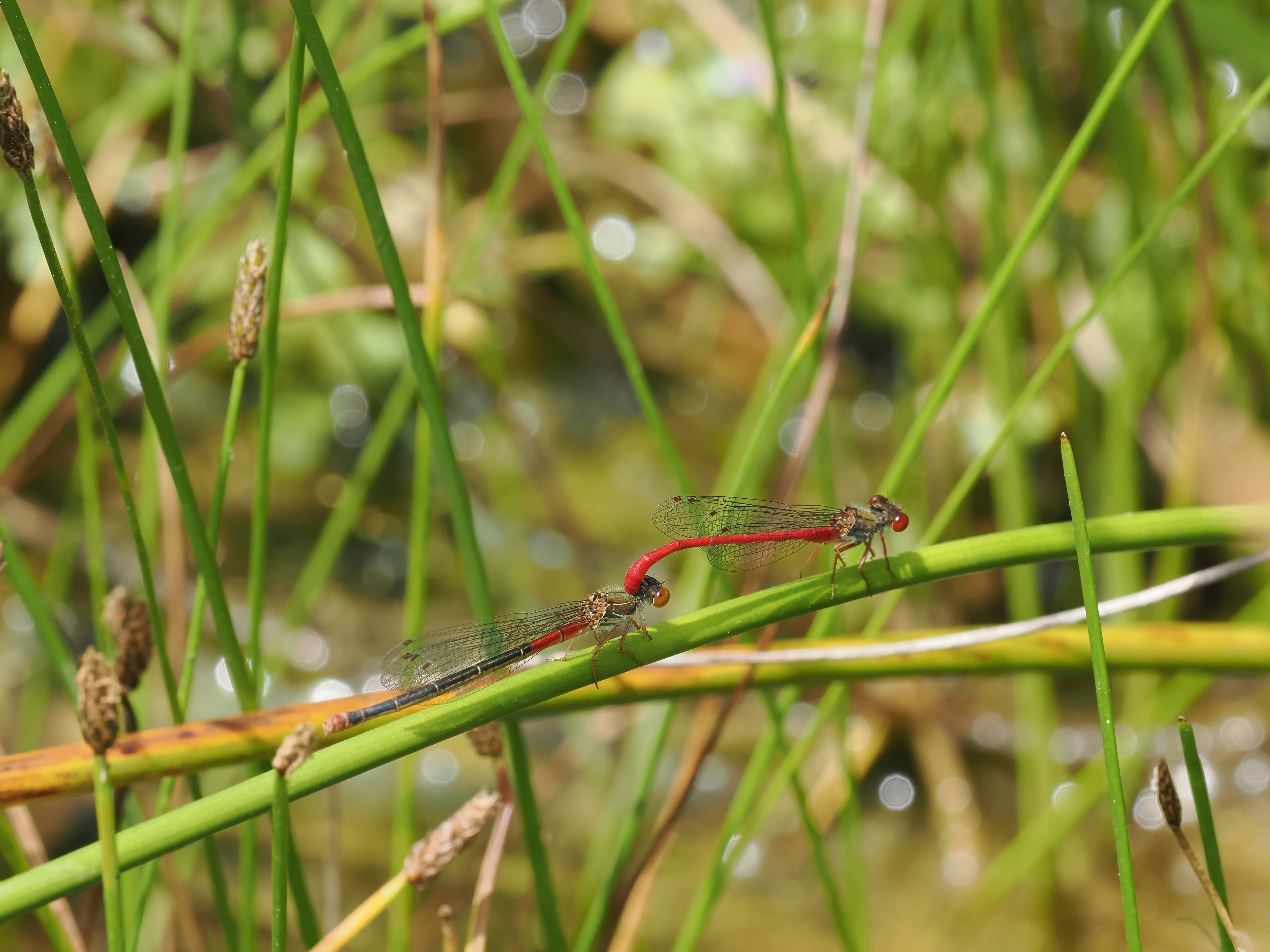 Image from Ceriagrion tenellum album