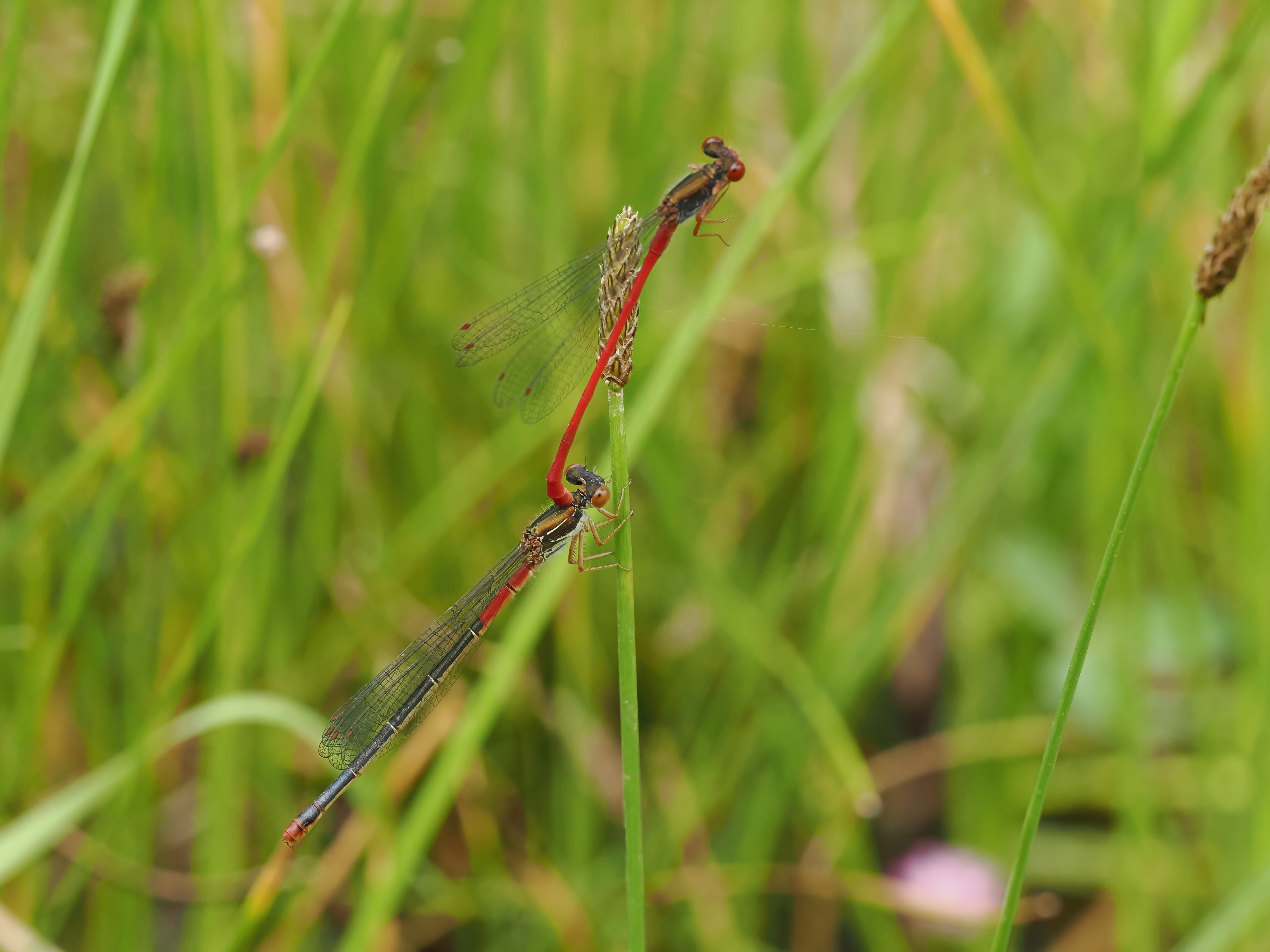 Image from Ceriagrion tenellum album