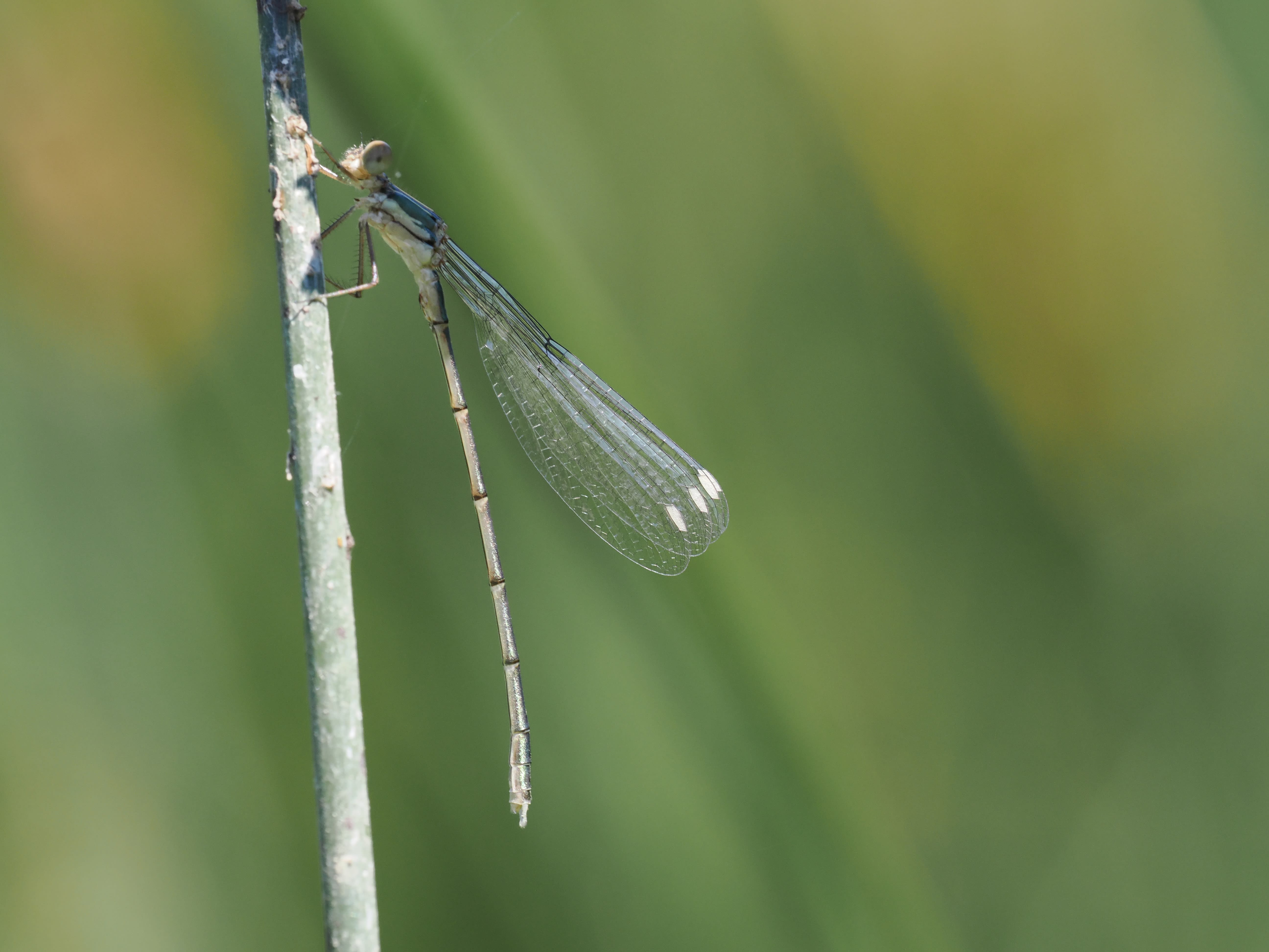 Image from Chalcolestes viridis album
