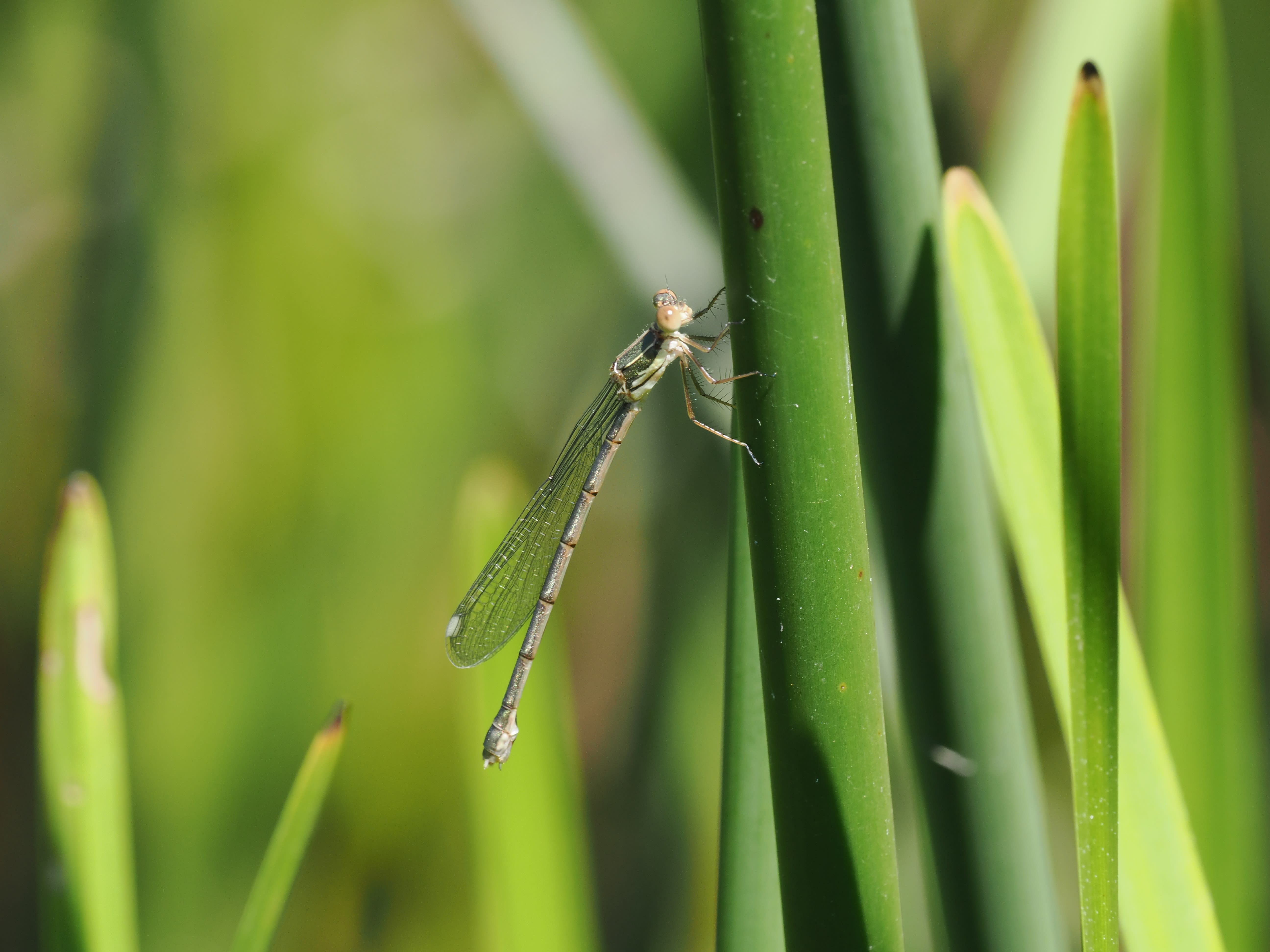 Image from Chalcolestes viridis album