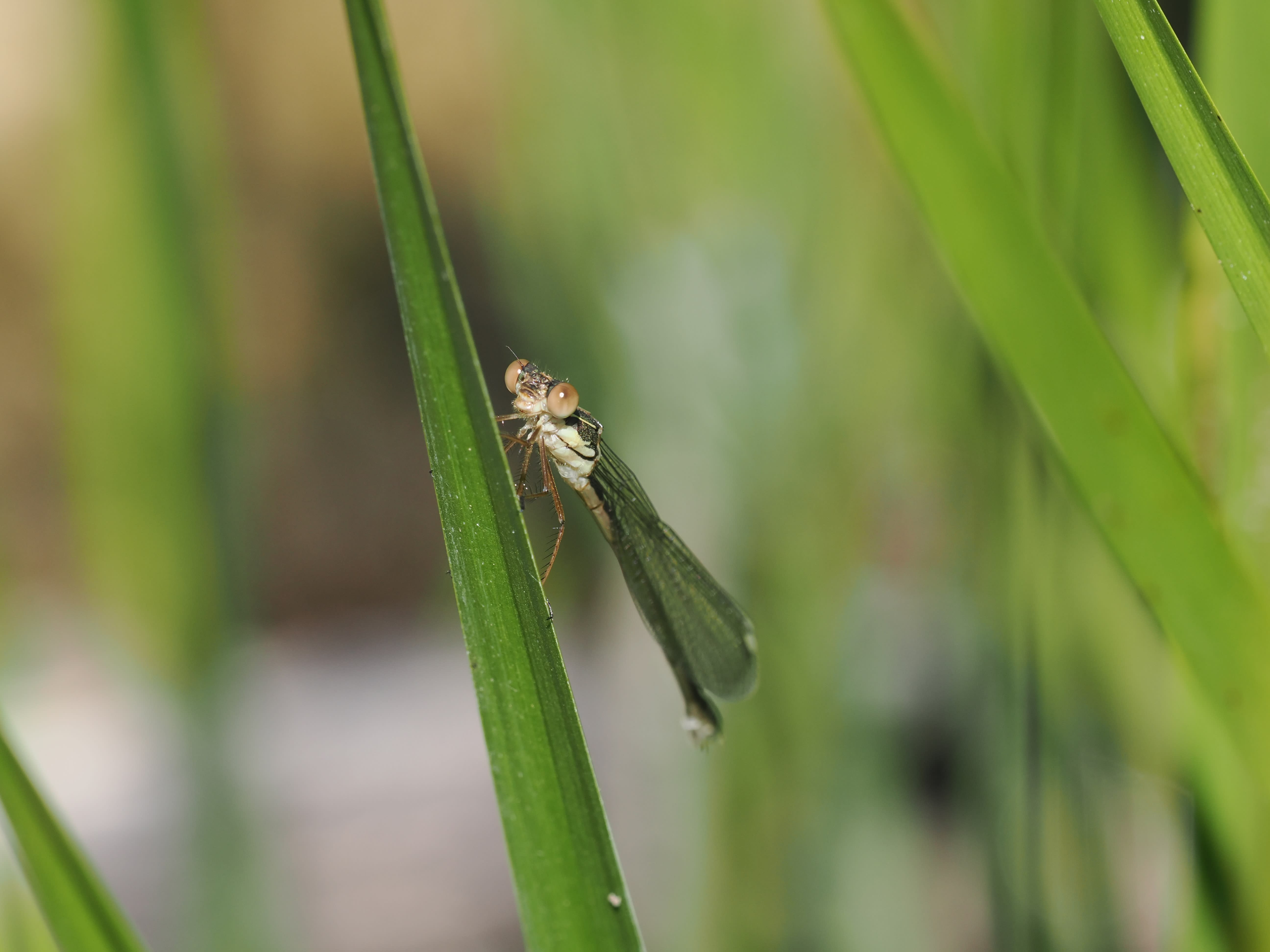 Image from Chalcolestes viridis album