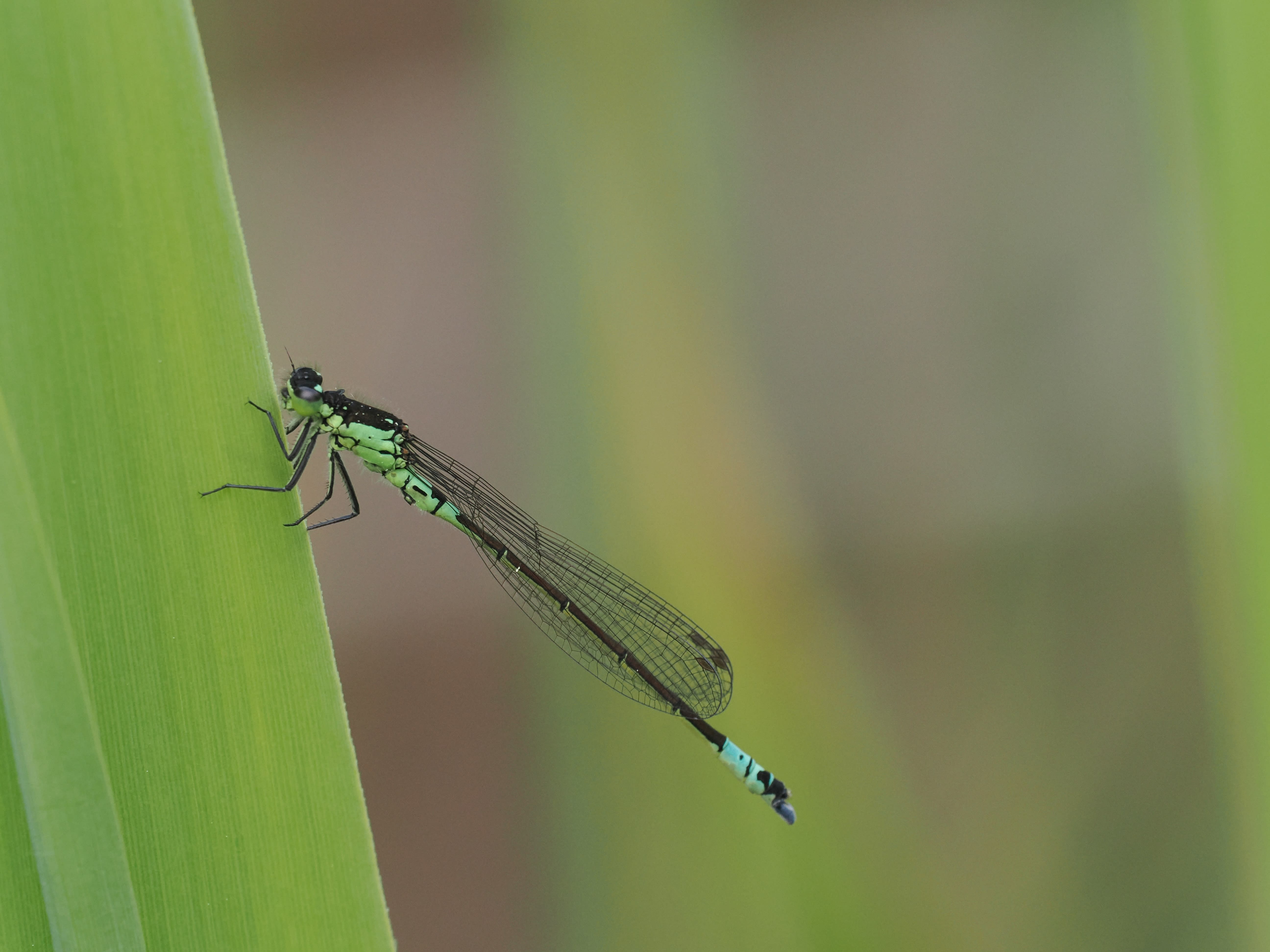 Image from Coenagrion armatum album