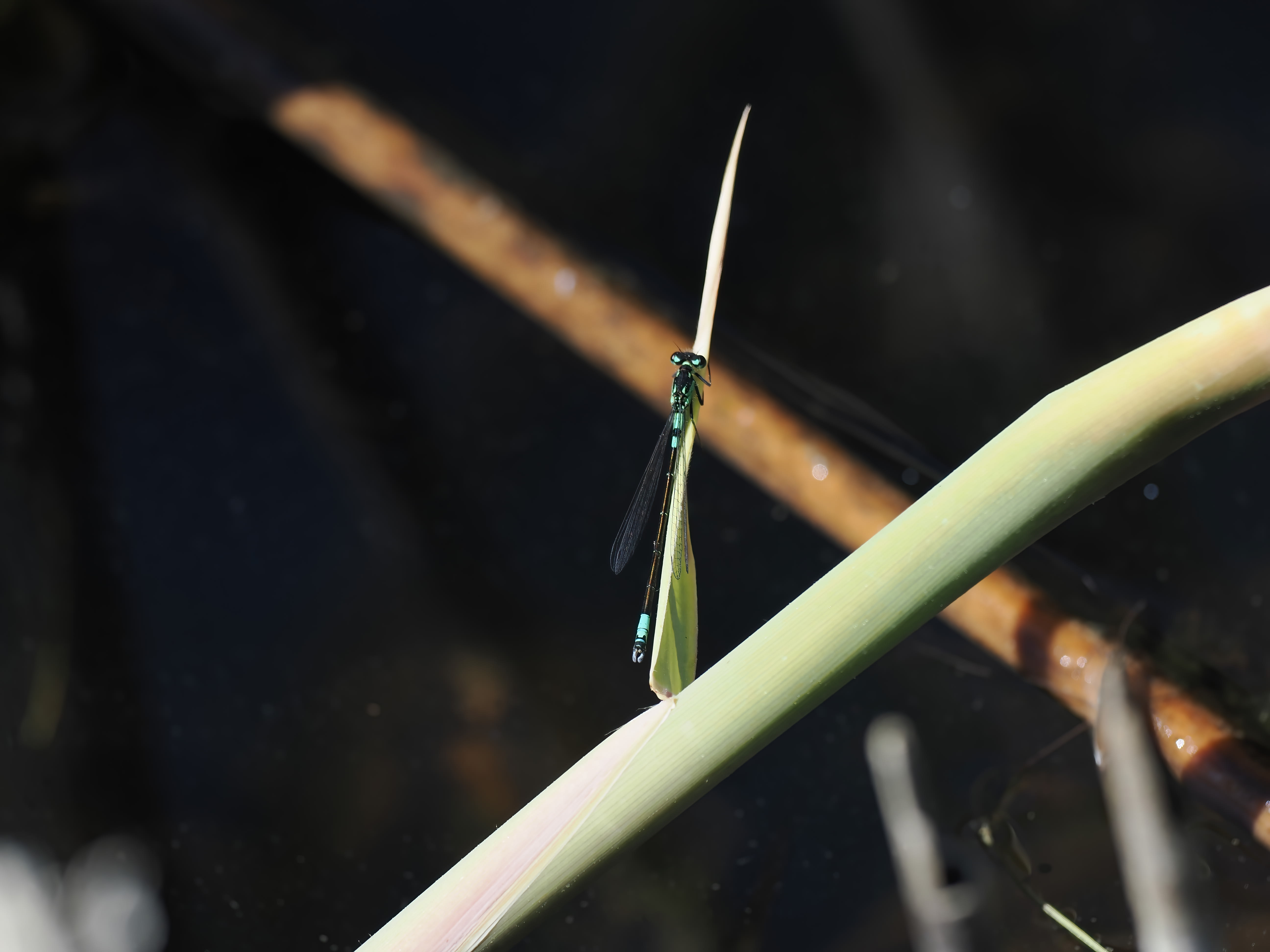 Coenagrion armatum — Dark bluet. Silverdal, Sollentuna, Sweden 2026.
