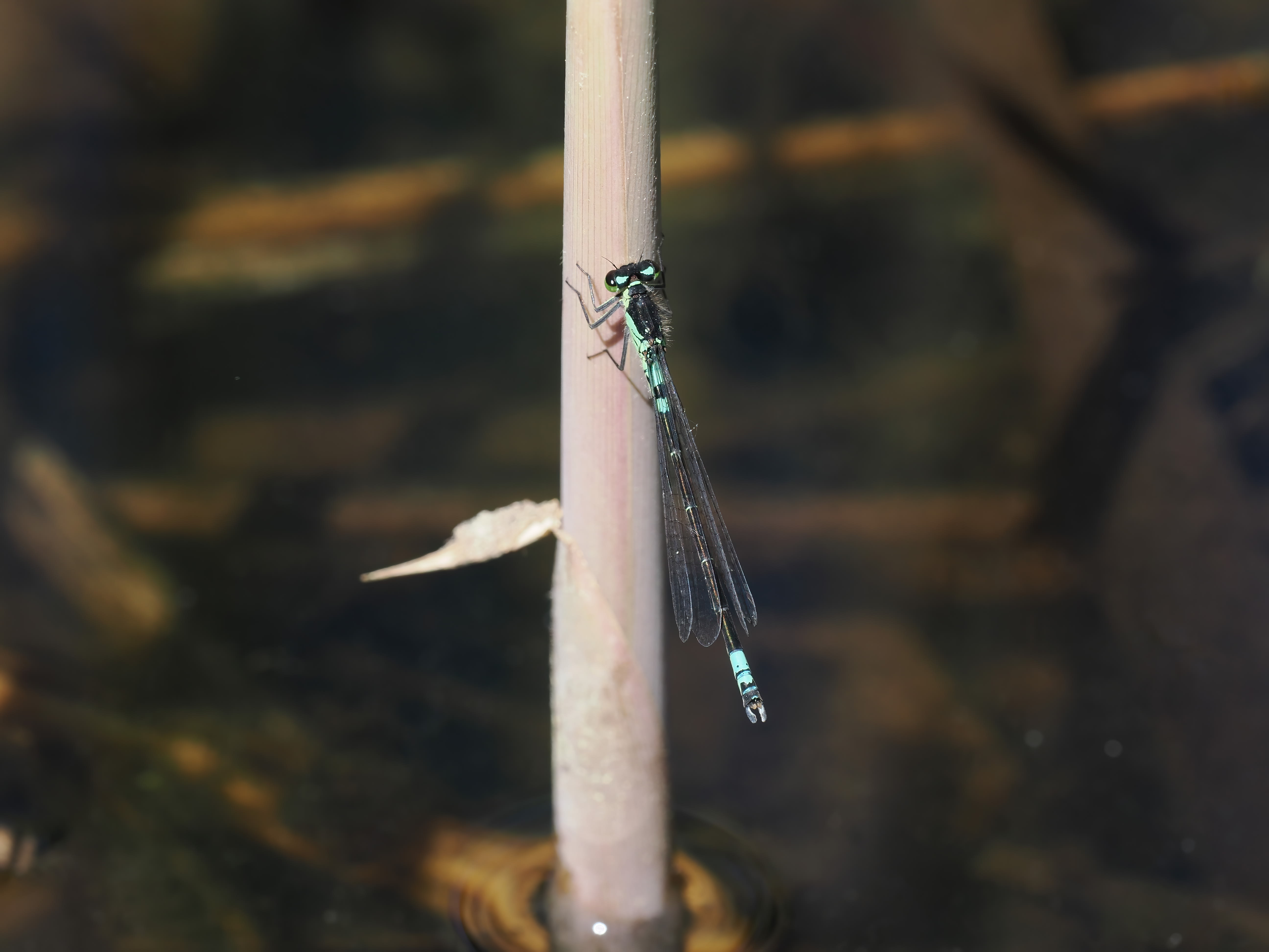 Coenagrion armatum — Dark bluet. Silverdal, Sollentuna, Sweden 2026.