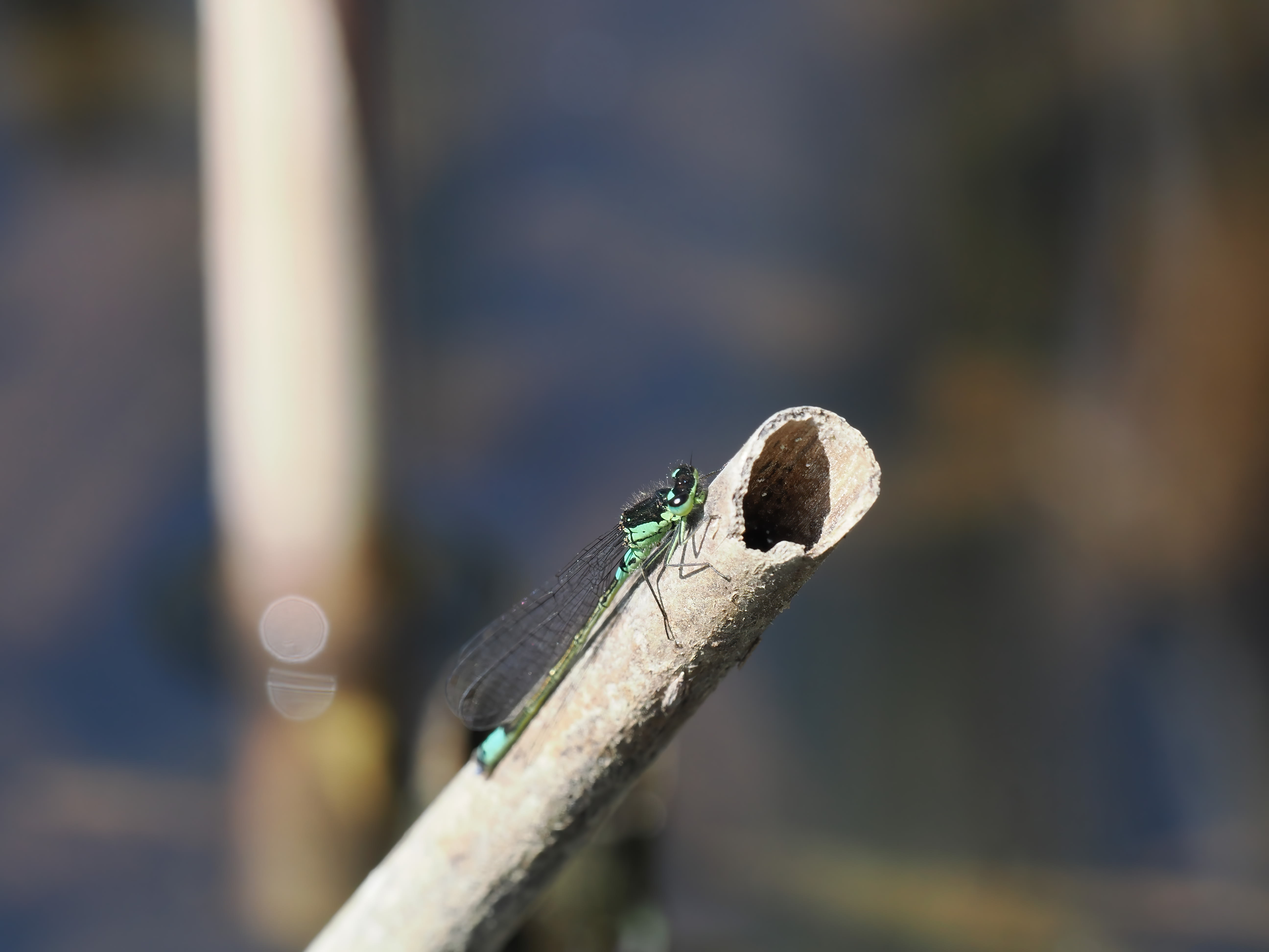 Coenagrion armatum — Dark bluet. Silverdal, Sollentuna, Sweden 2026.