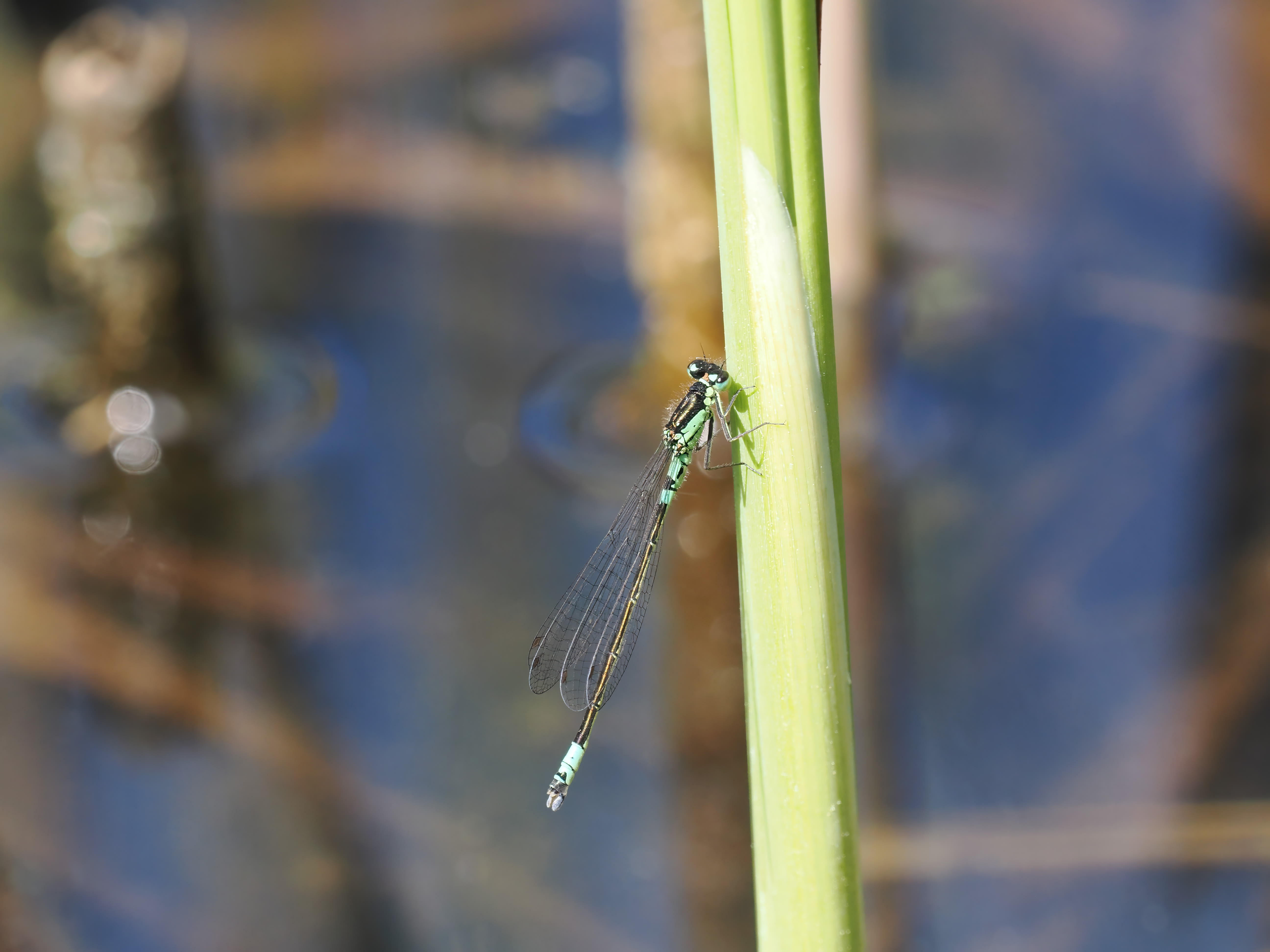 Coenagrion armatum — Dark bluet. Silverdal, Sollentuna, Sweden 2026.