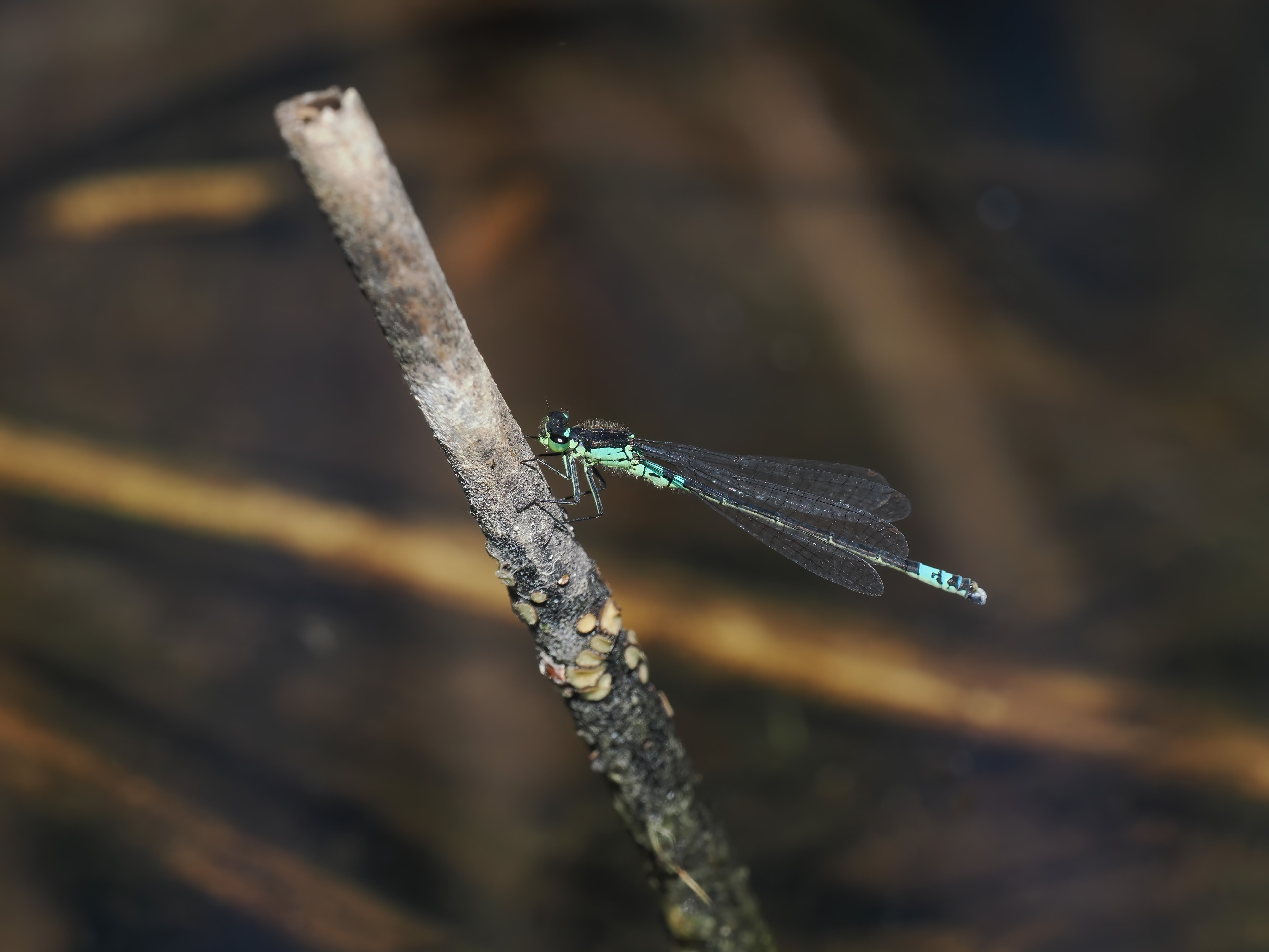 Coenagrion armatum — Dark bluet. Silverdal, Sollentuna, Sweden 2026.