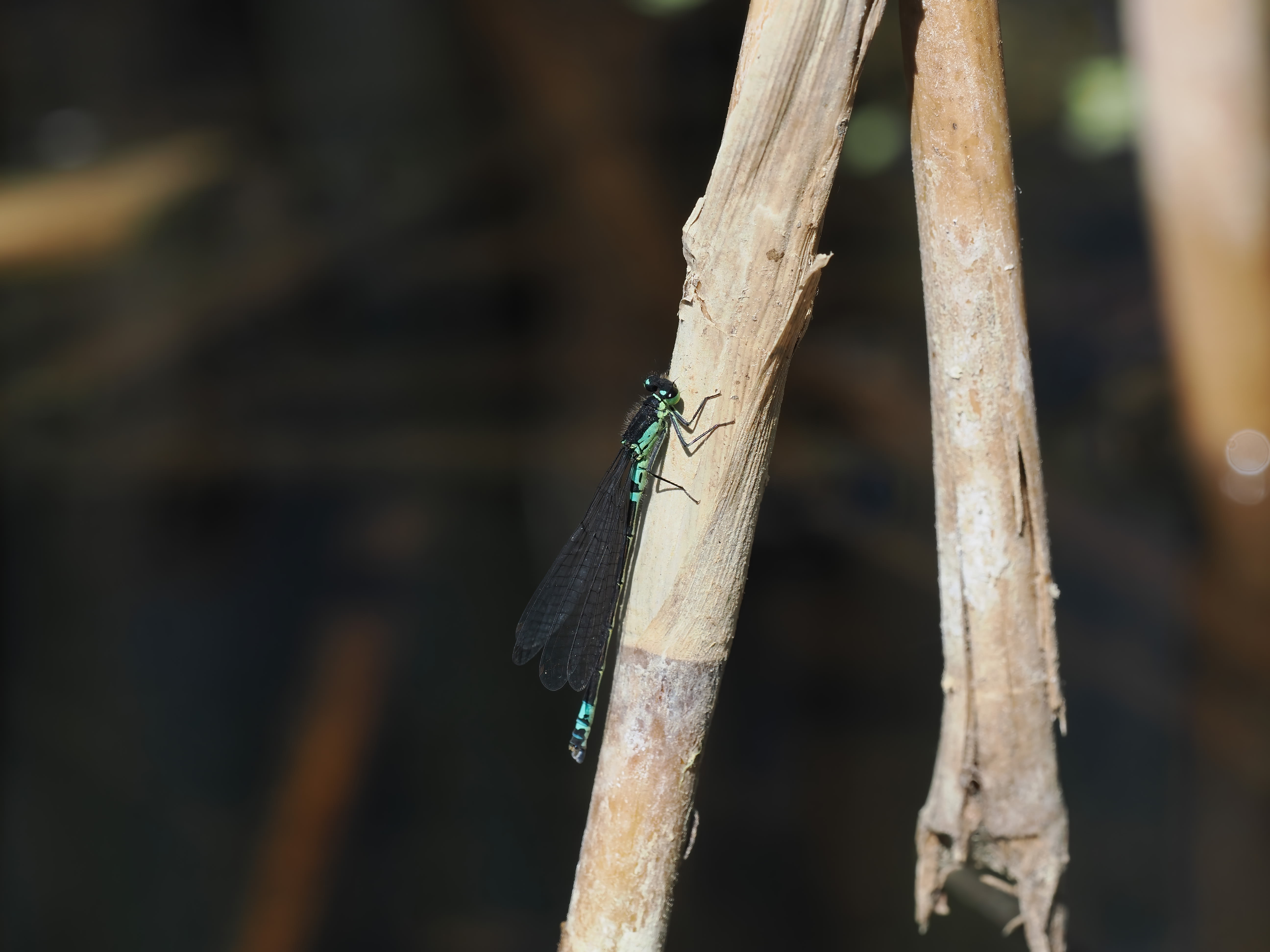 Coenagrion armatum — Dark bluet. Silverdal, Sollentuna, Sweden 2026.