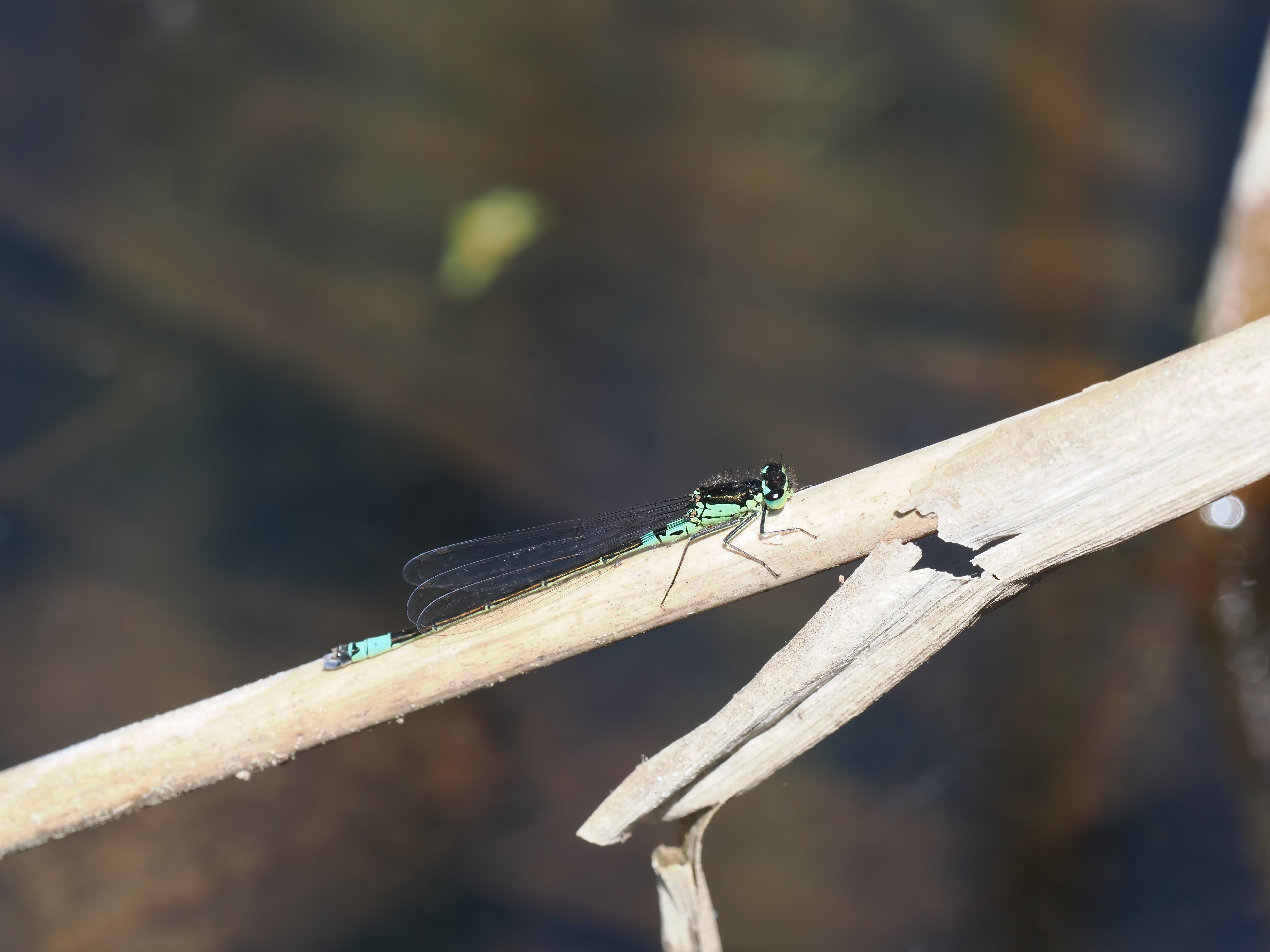 Coenagrion armatum — Dark bluet. Silverdal, Sollentuna, Sweden 2026.