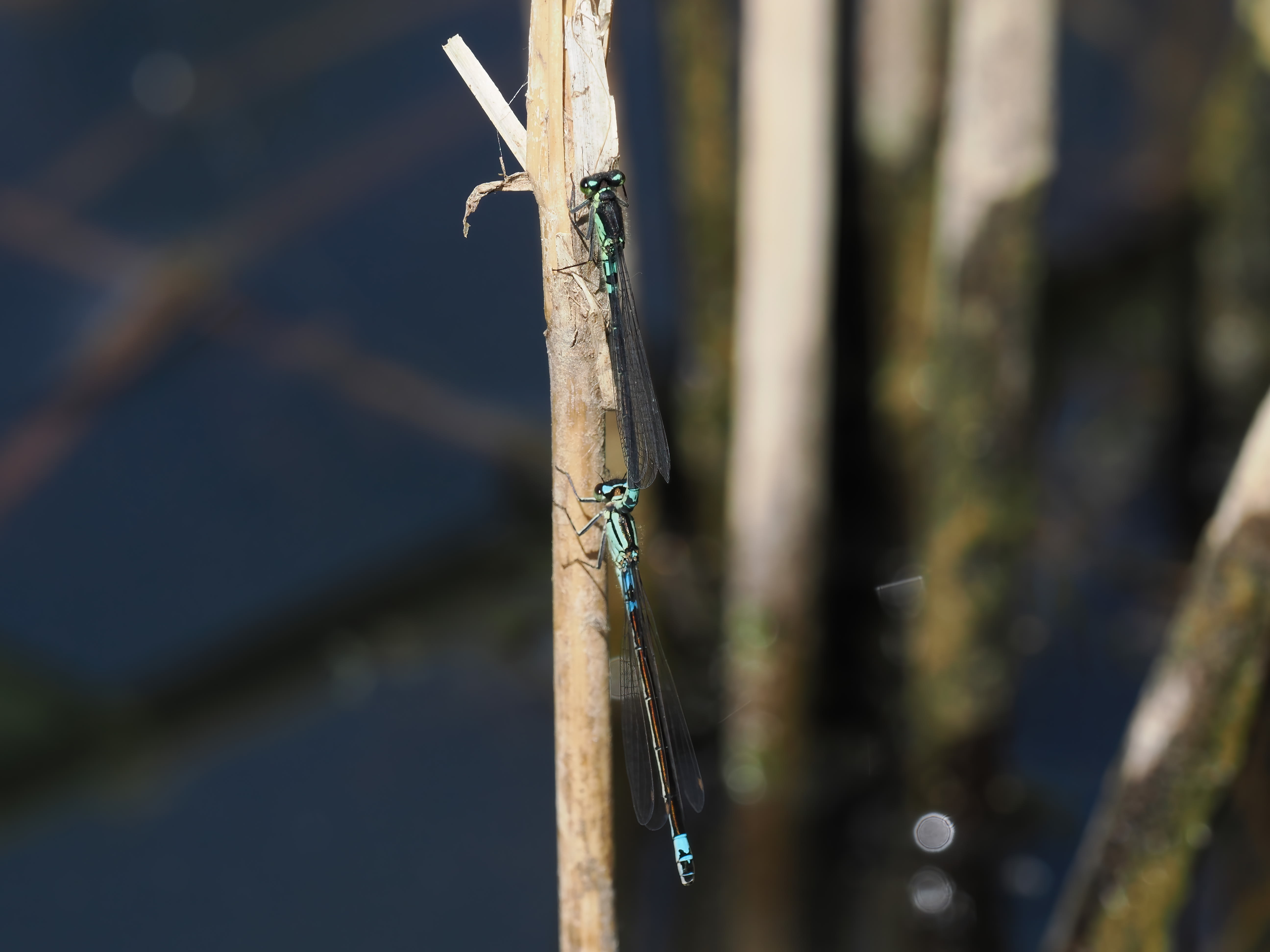Coenagrion armatum — Dark bluet. Silverdal, Sollentuna, Sweden 2026.