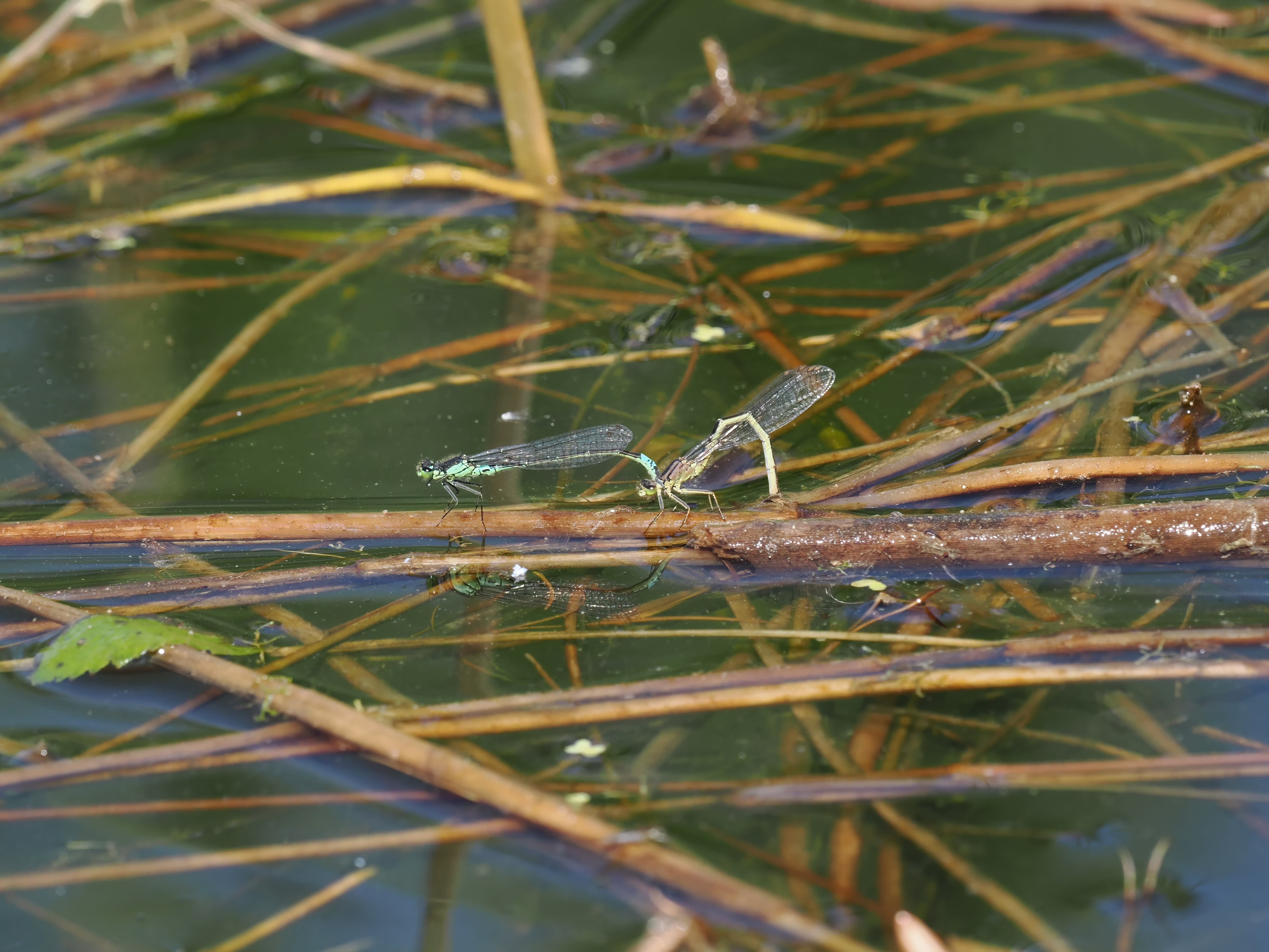 Coenagrion armatum — Dark bluet. Silverdal, Sollentuna, Sweden 2026.