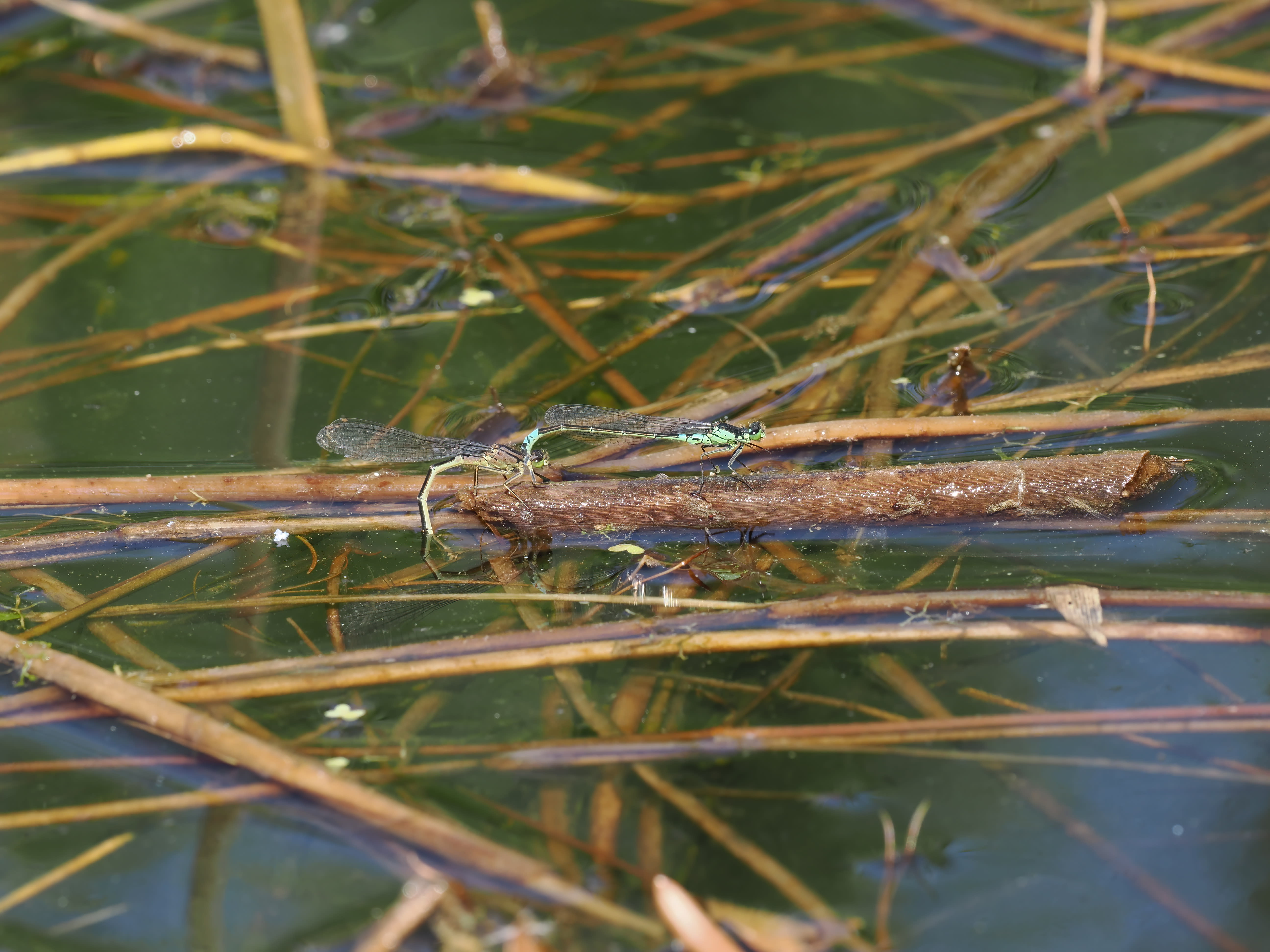 Coenagrion armatum — Dark bluet. Silverdal, Sollentuna, Sweden 2026.