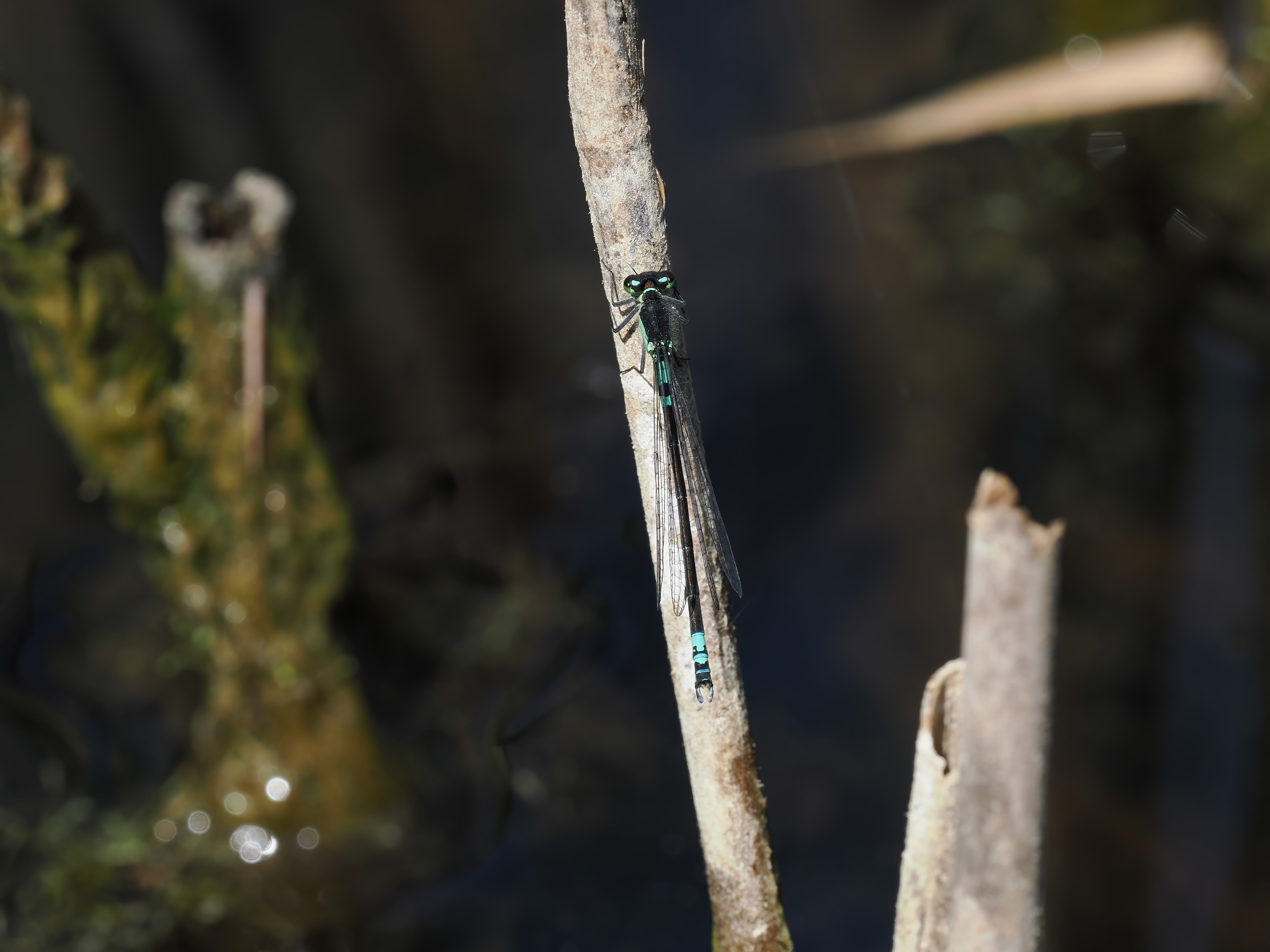 Coenagrion armatum — Dark bluet. Silverdal, Sollentuna, Sweden 2026.