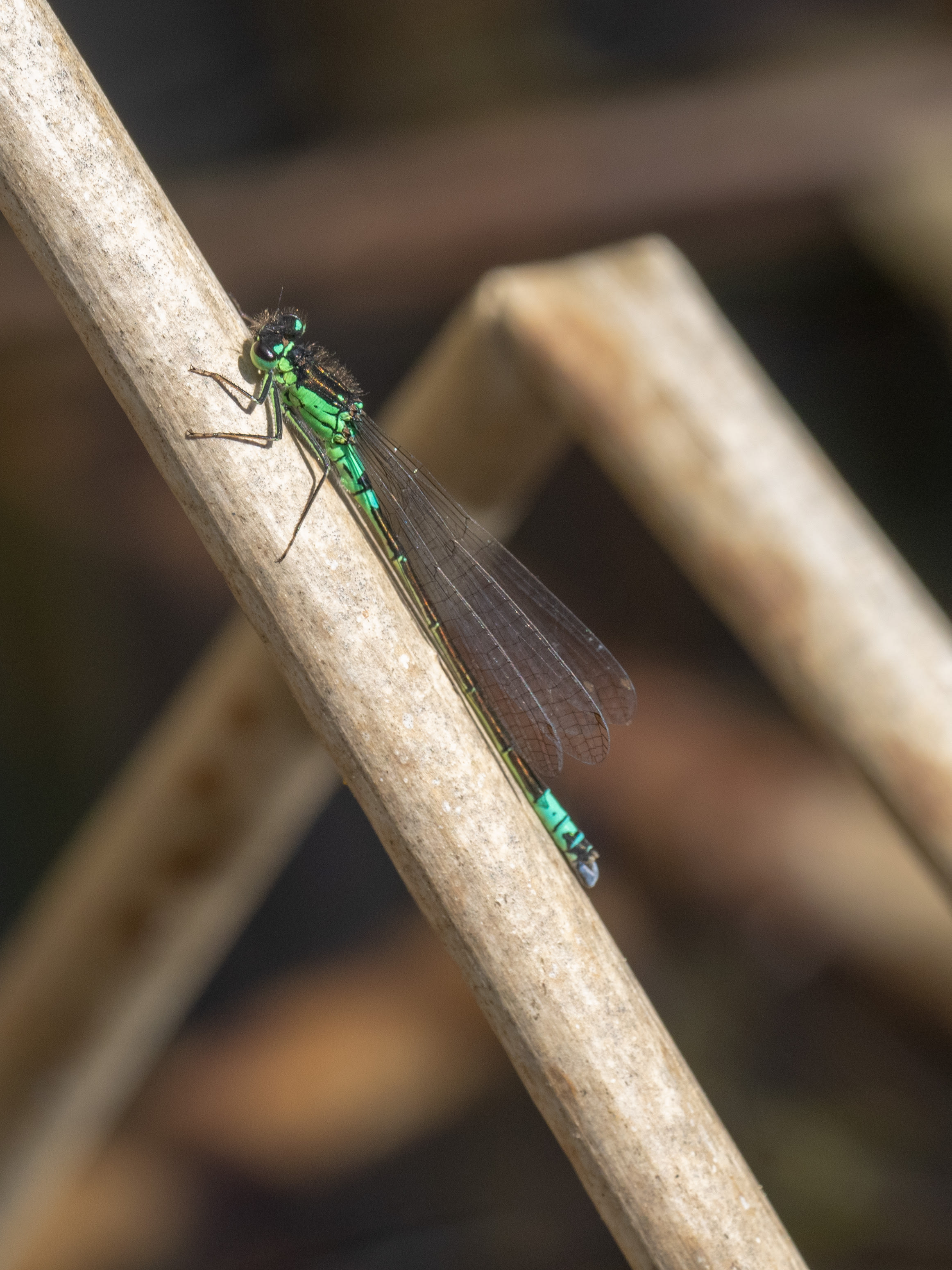 Image from Coenagrion armatum album