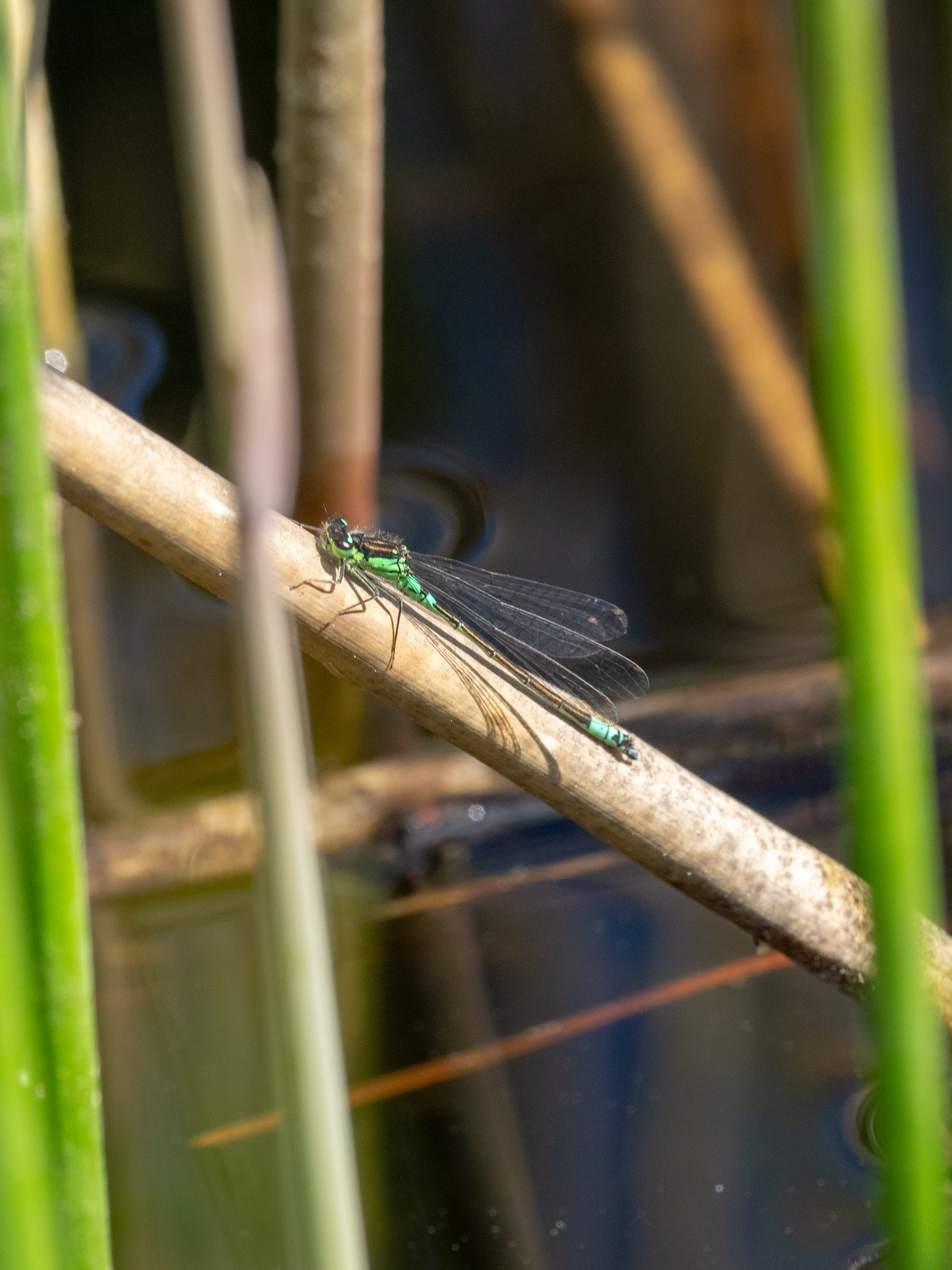 Image from Coenagrion armatum album