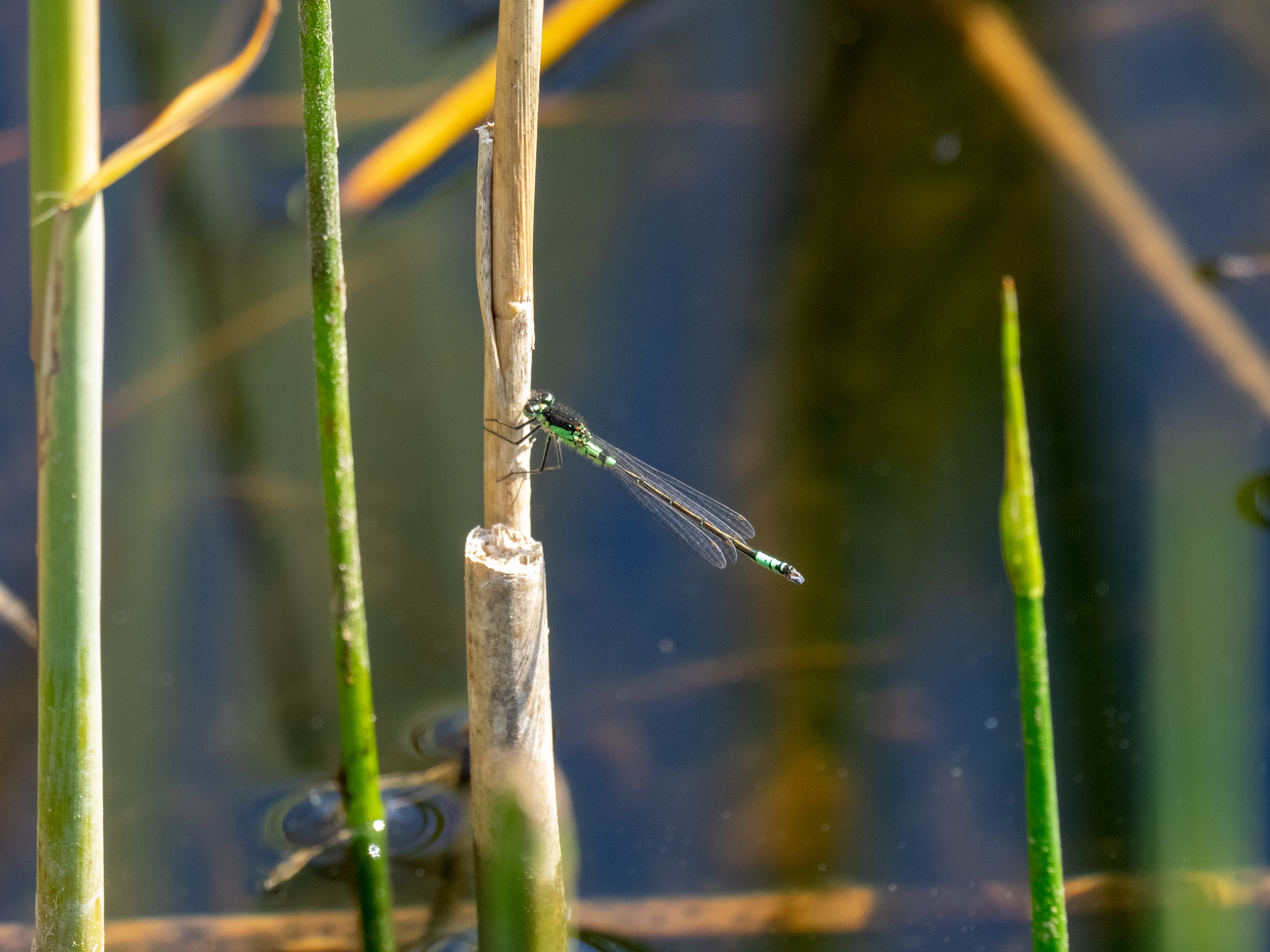 Image from Coenagrion armatum album